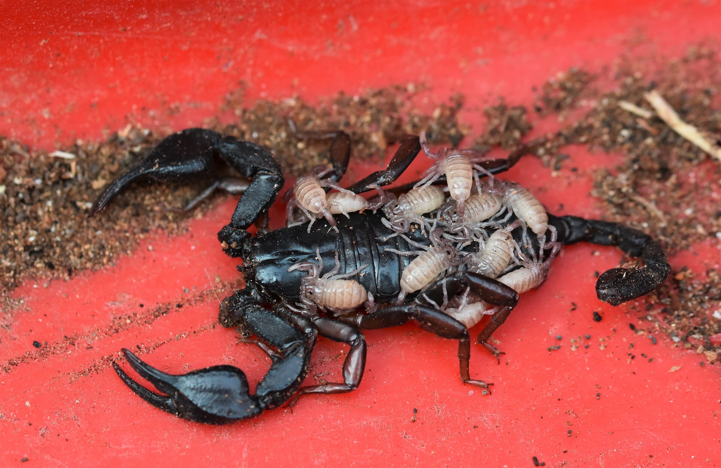 Euscorpius Italicus