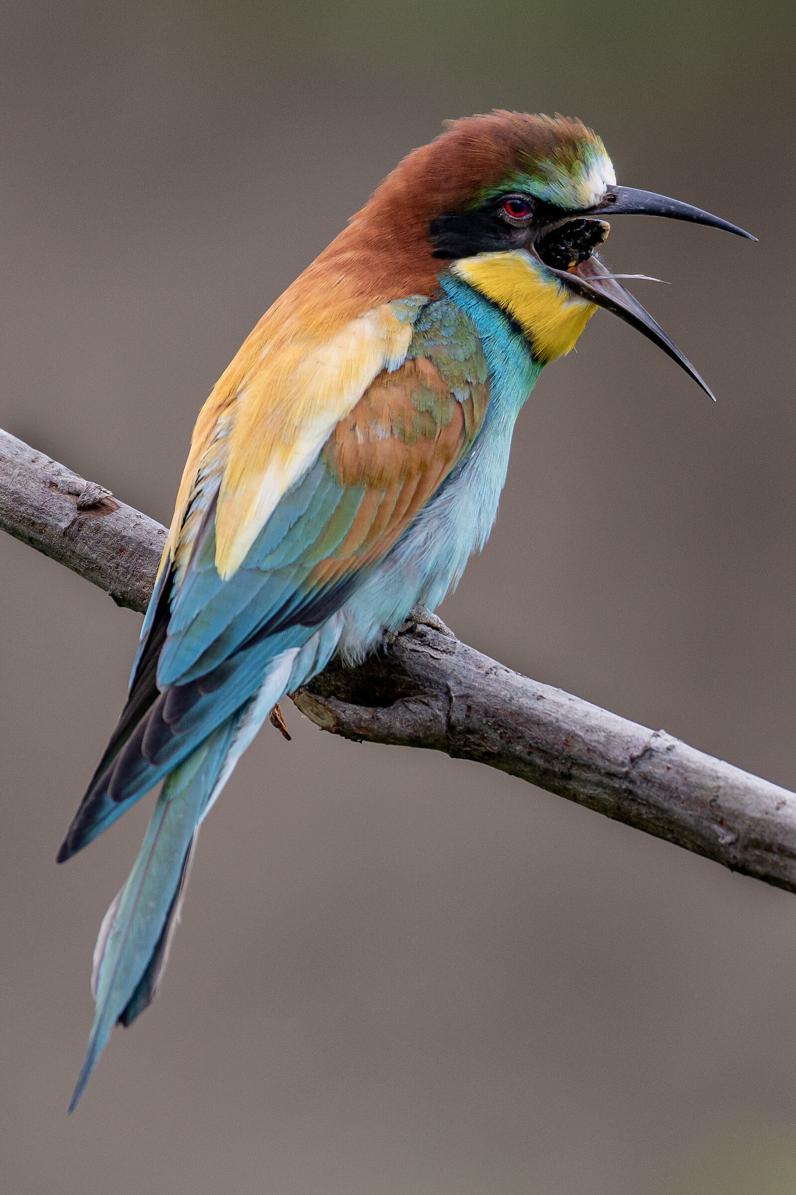 L'urlo apparente | Fake scream