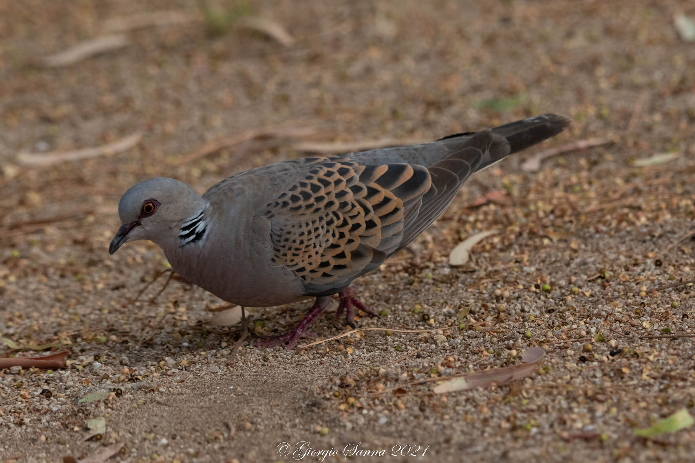 Wild dove