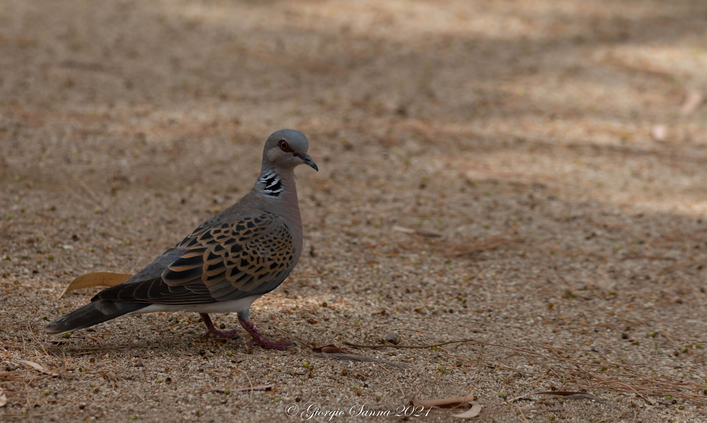 Wild dove