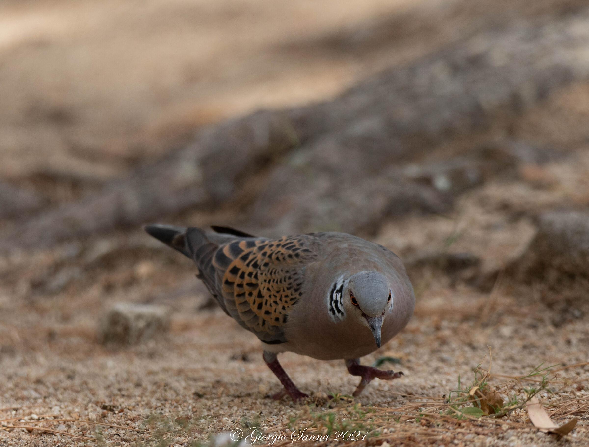 Wild dove