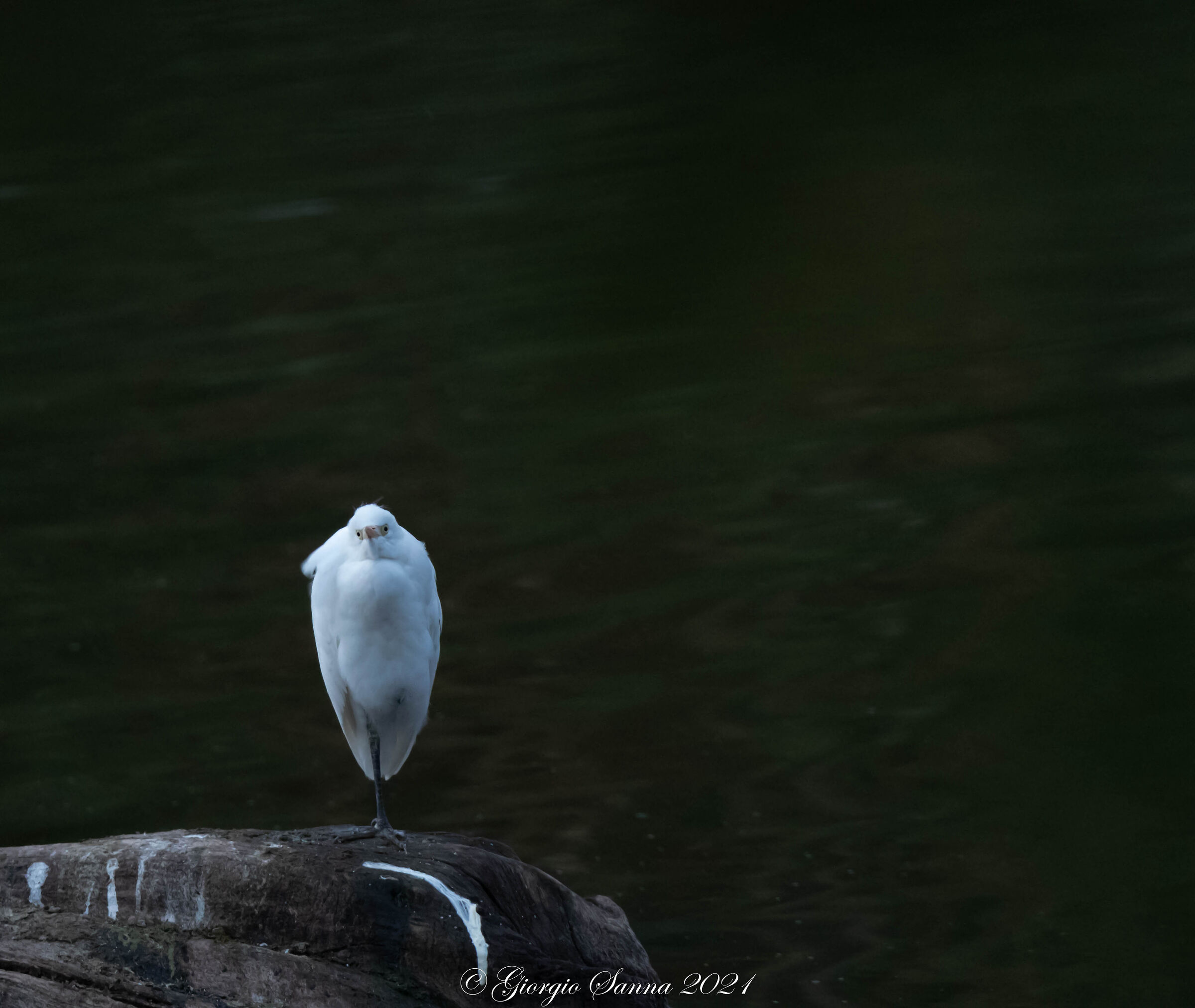 Cattle egret