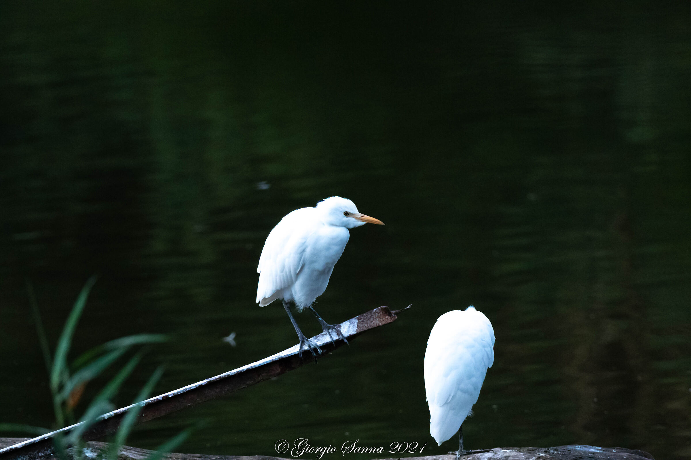 Cattle egret
