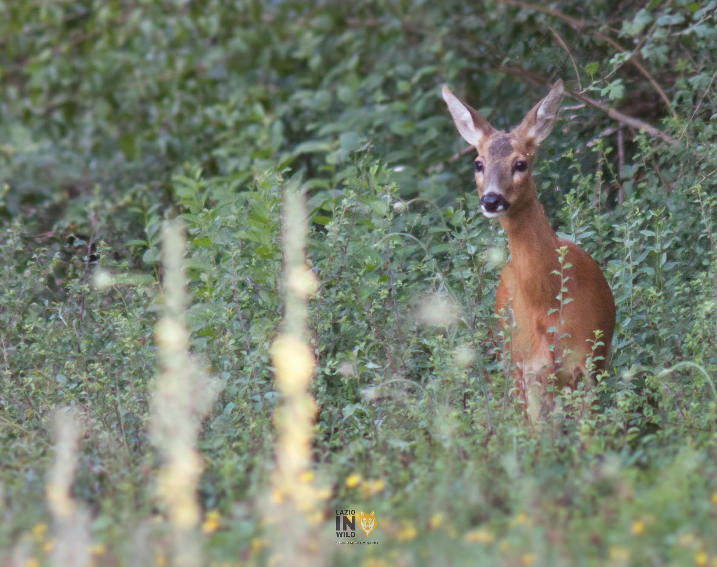 Female Roe deer