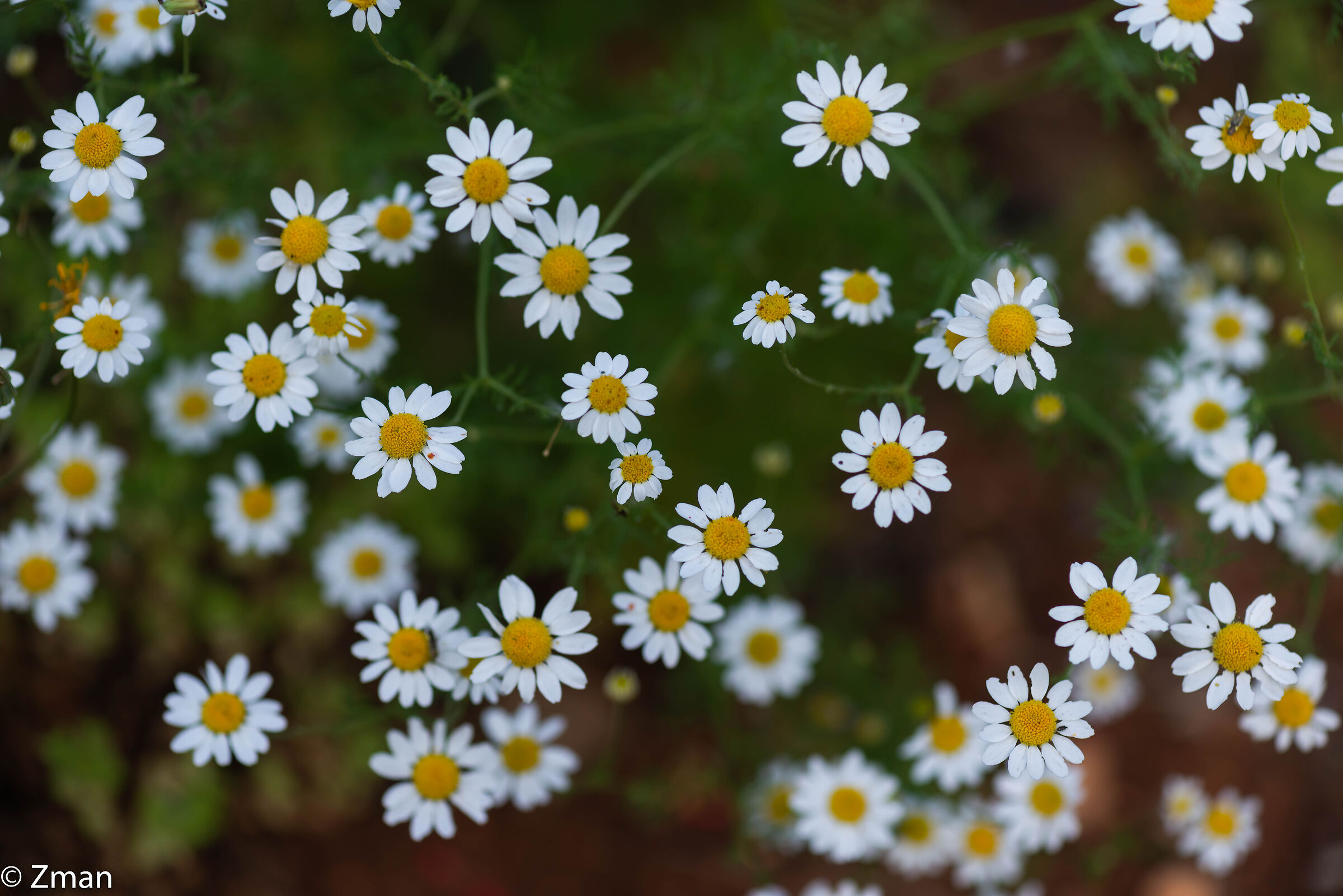 Daisies