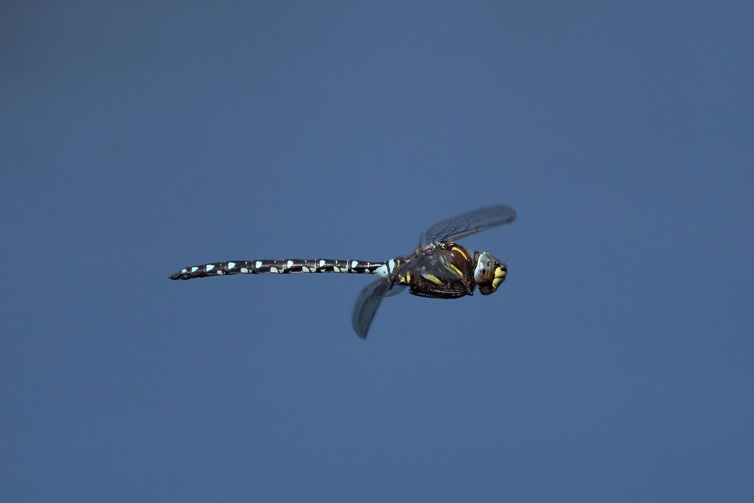 Libellula crop 100 %