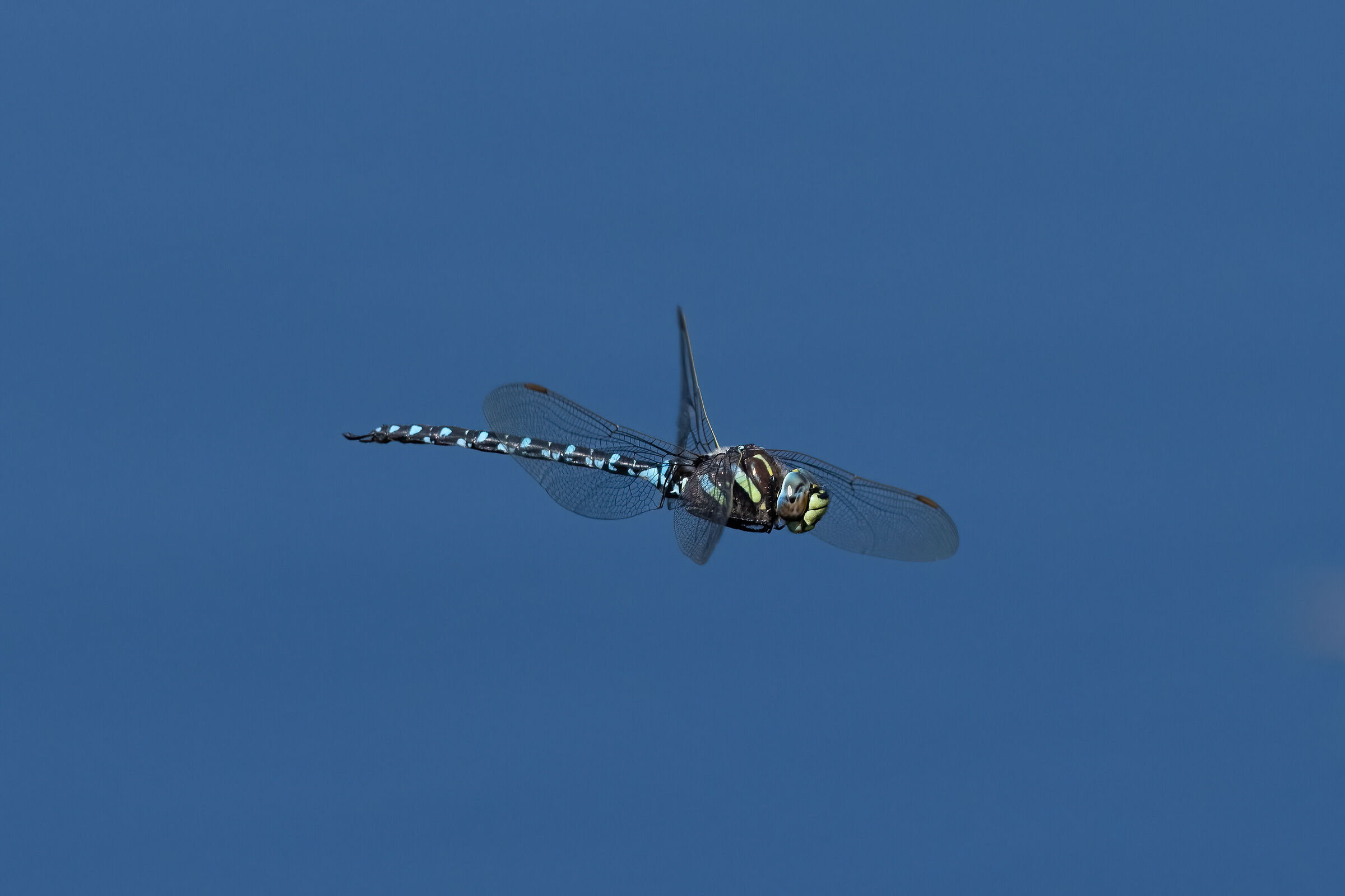 Libellula 2 crop 100%