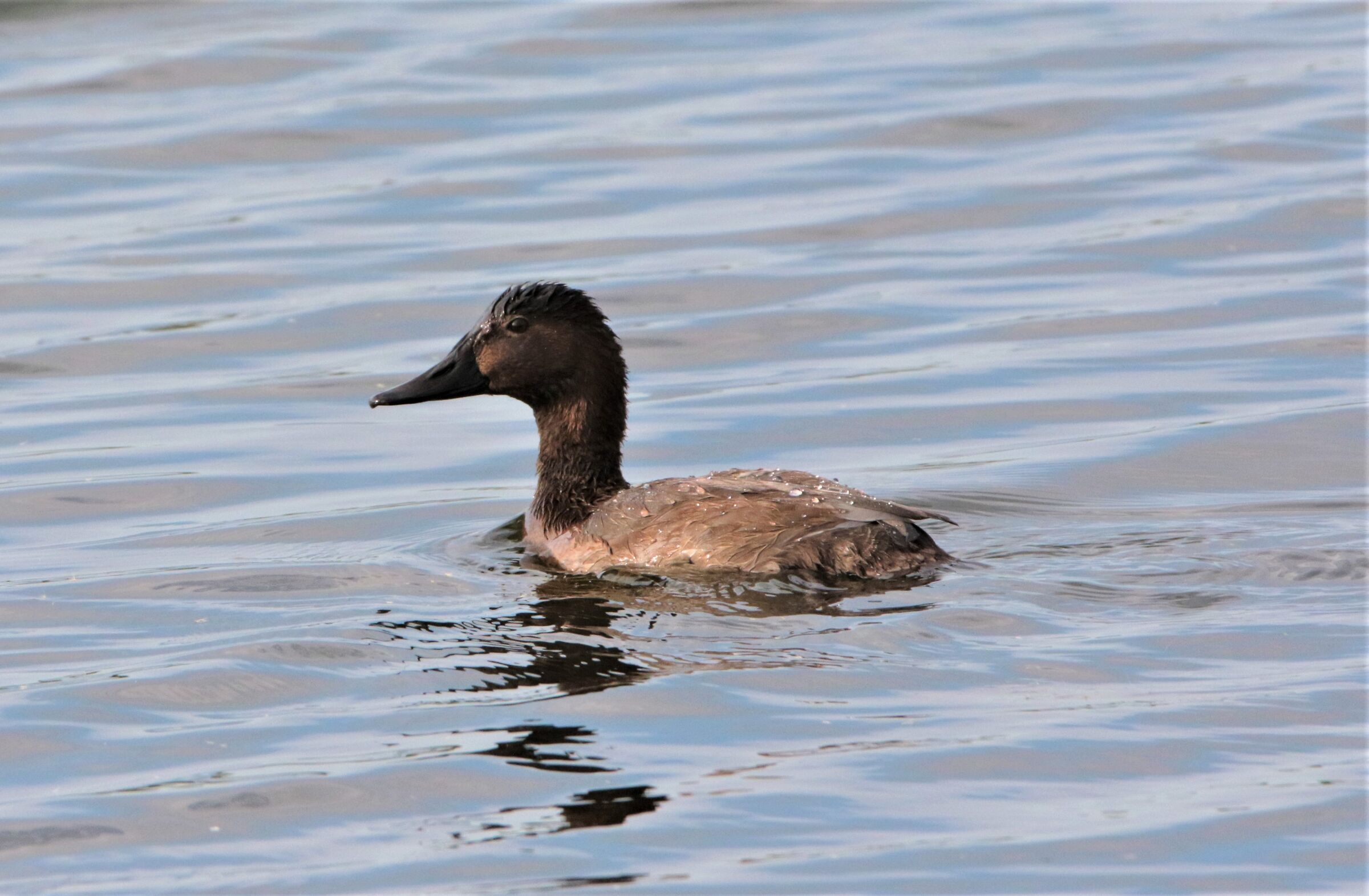 anatra ferruginosa femmina?