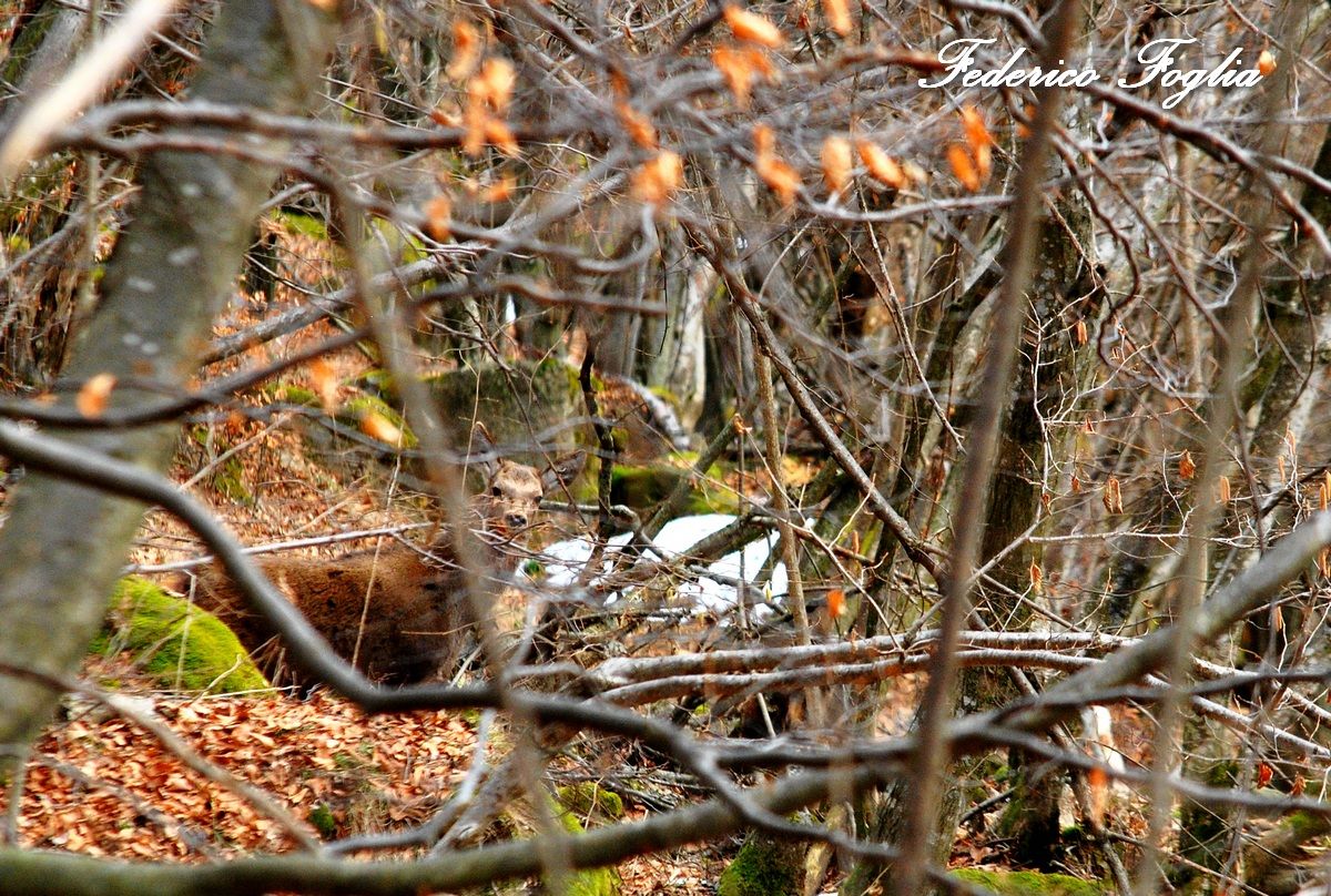 sightings in the bush