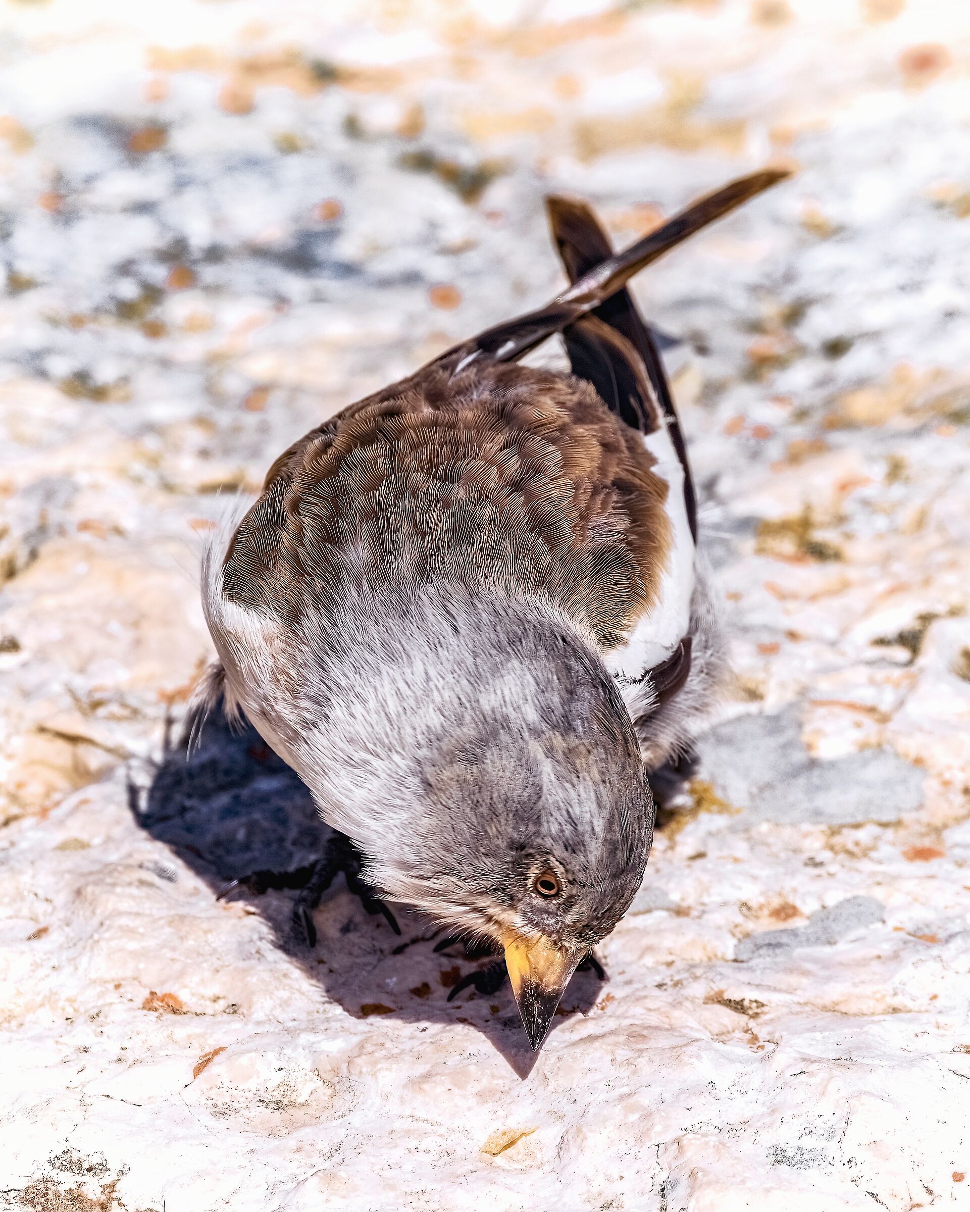 Fringuello appennino