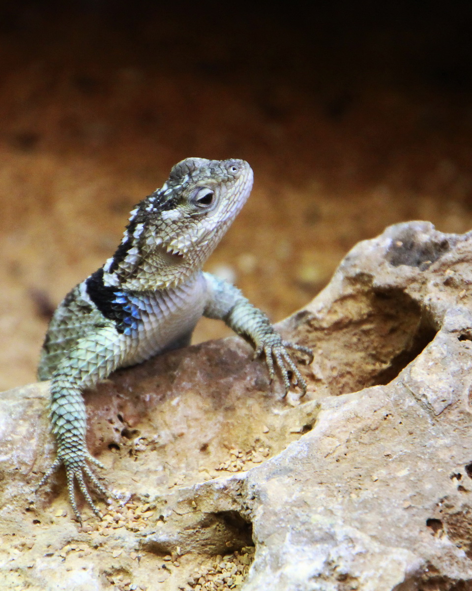 Con i bambini allo Zoo 10