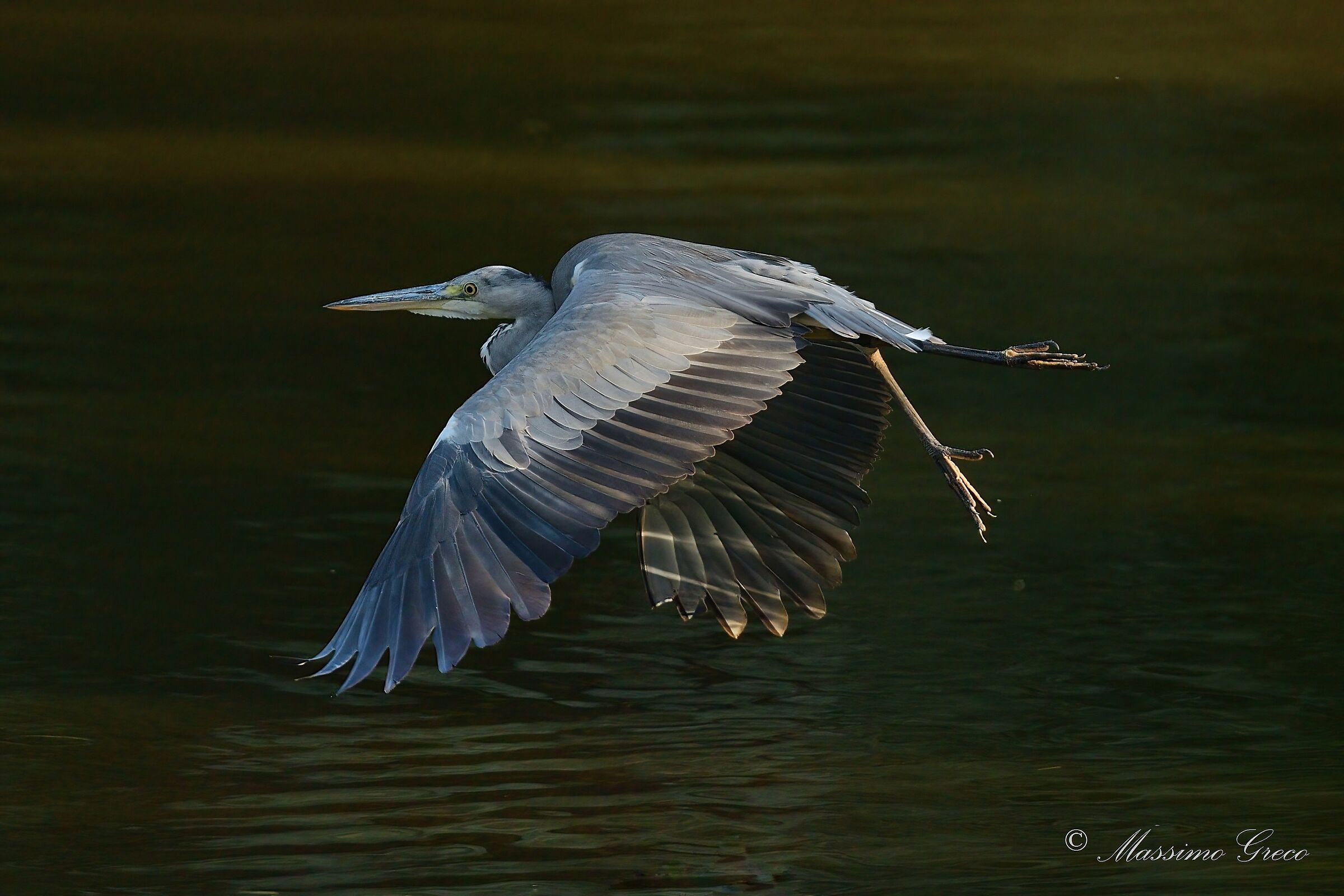 Grey heron