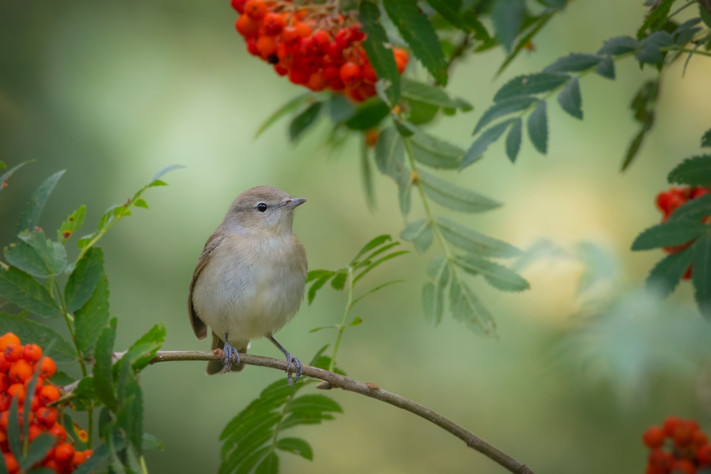 Garden warbler