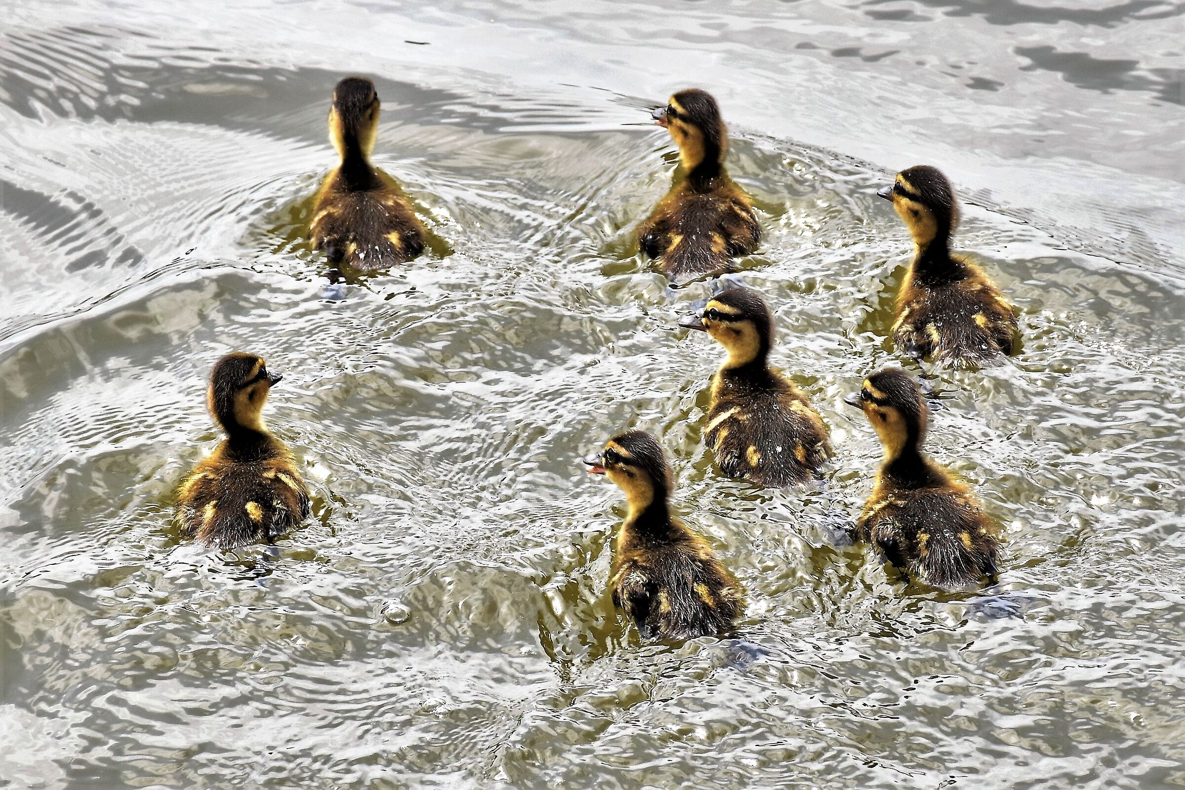 " Le sette meraviglie"