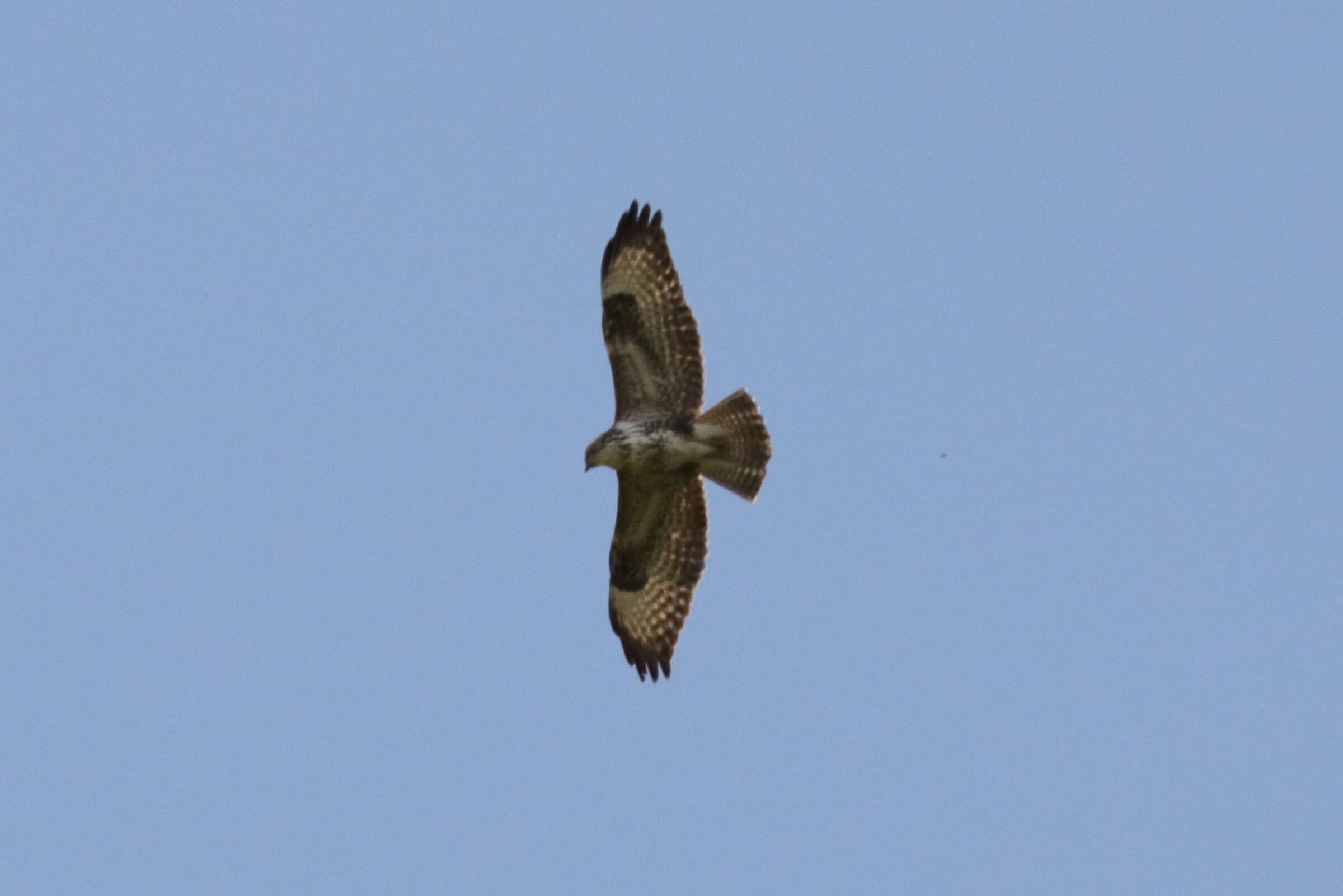 buzzard