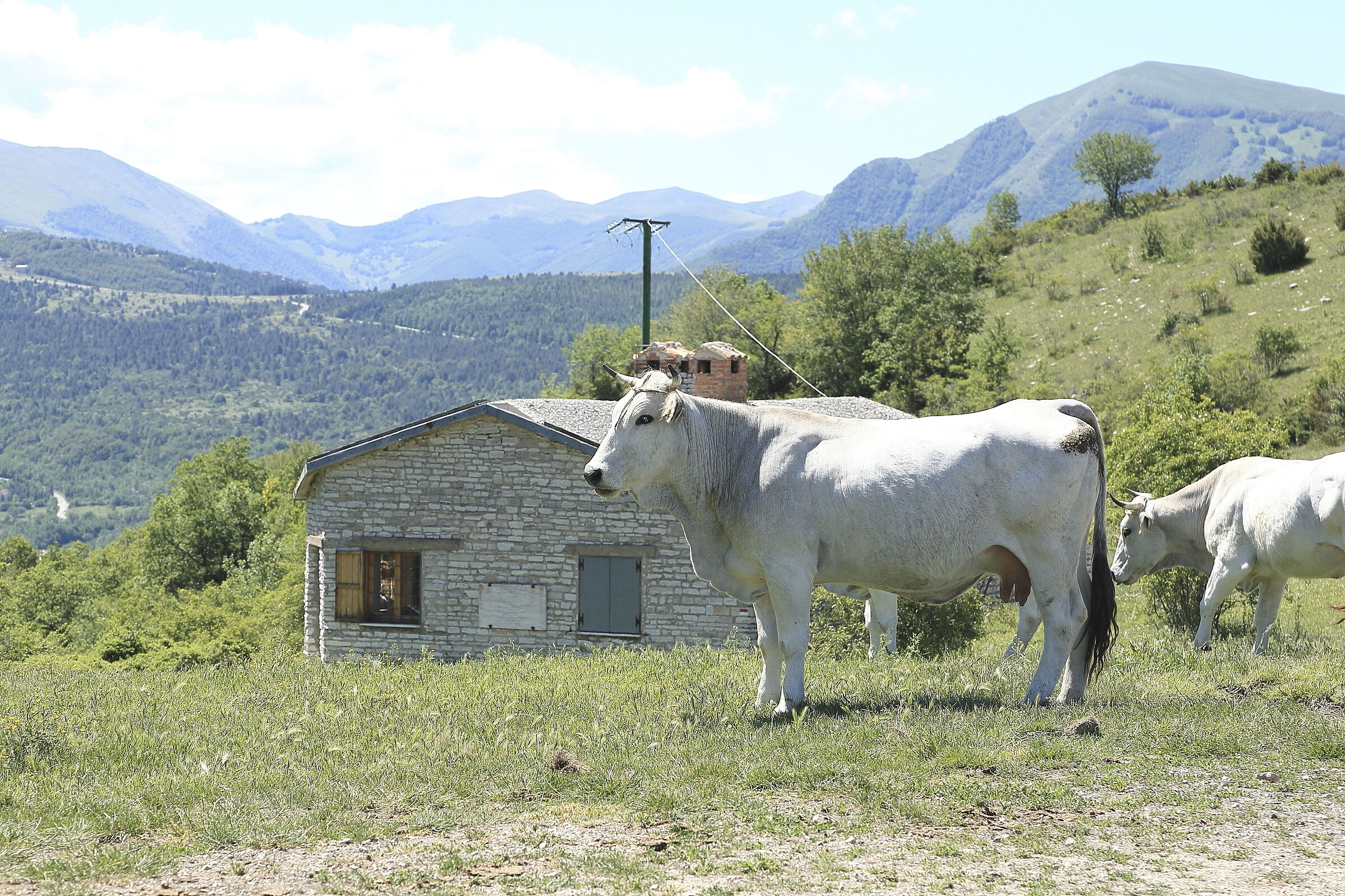 alpascolo cows on the Sibillini