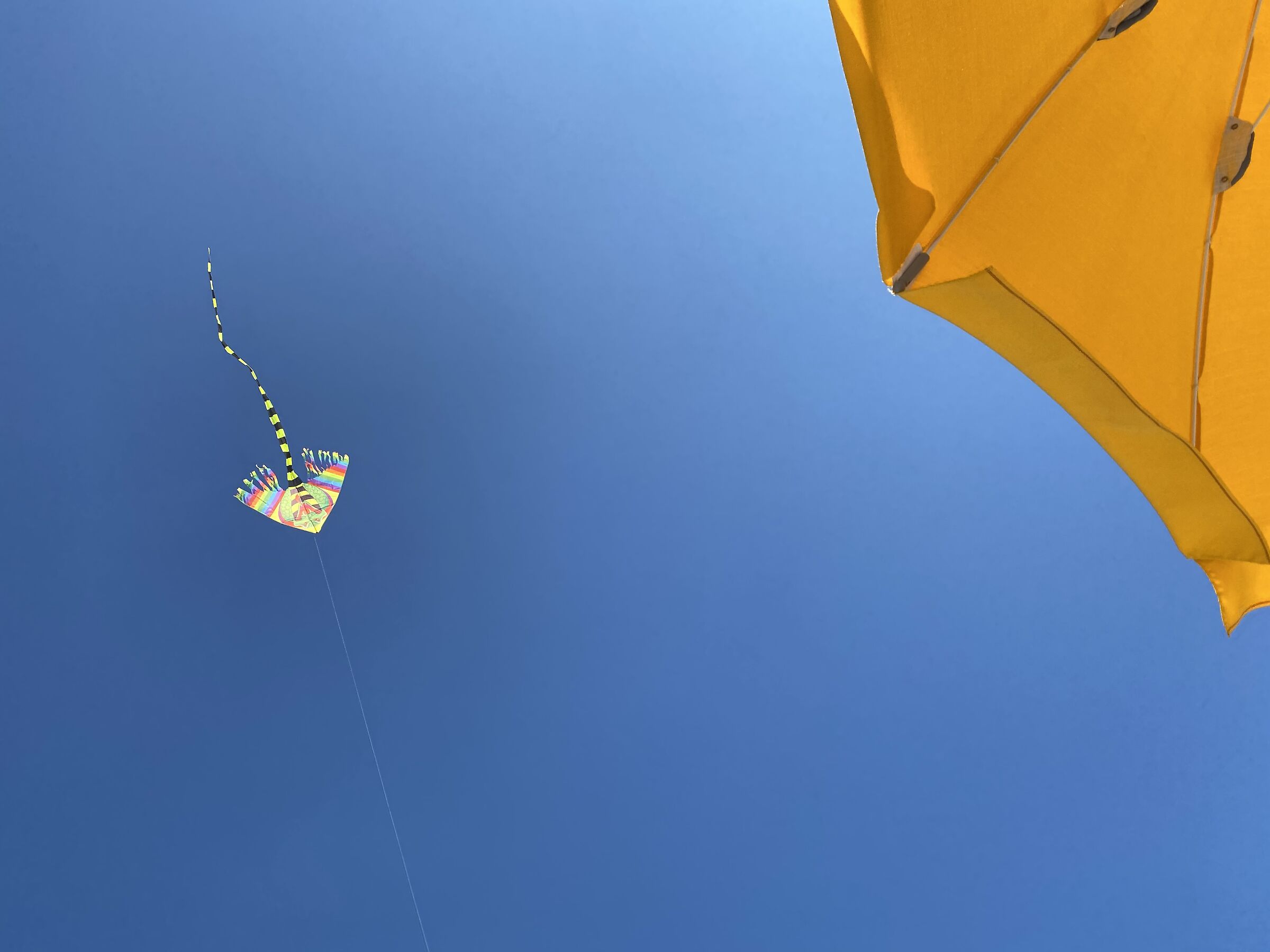 In the Blue a kite...