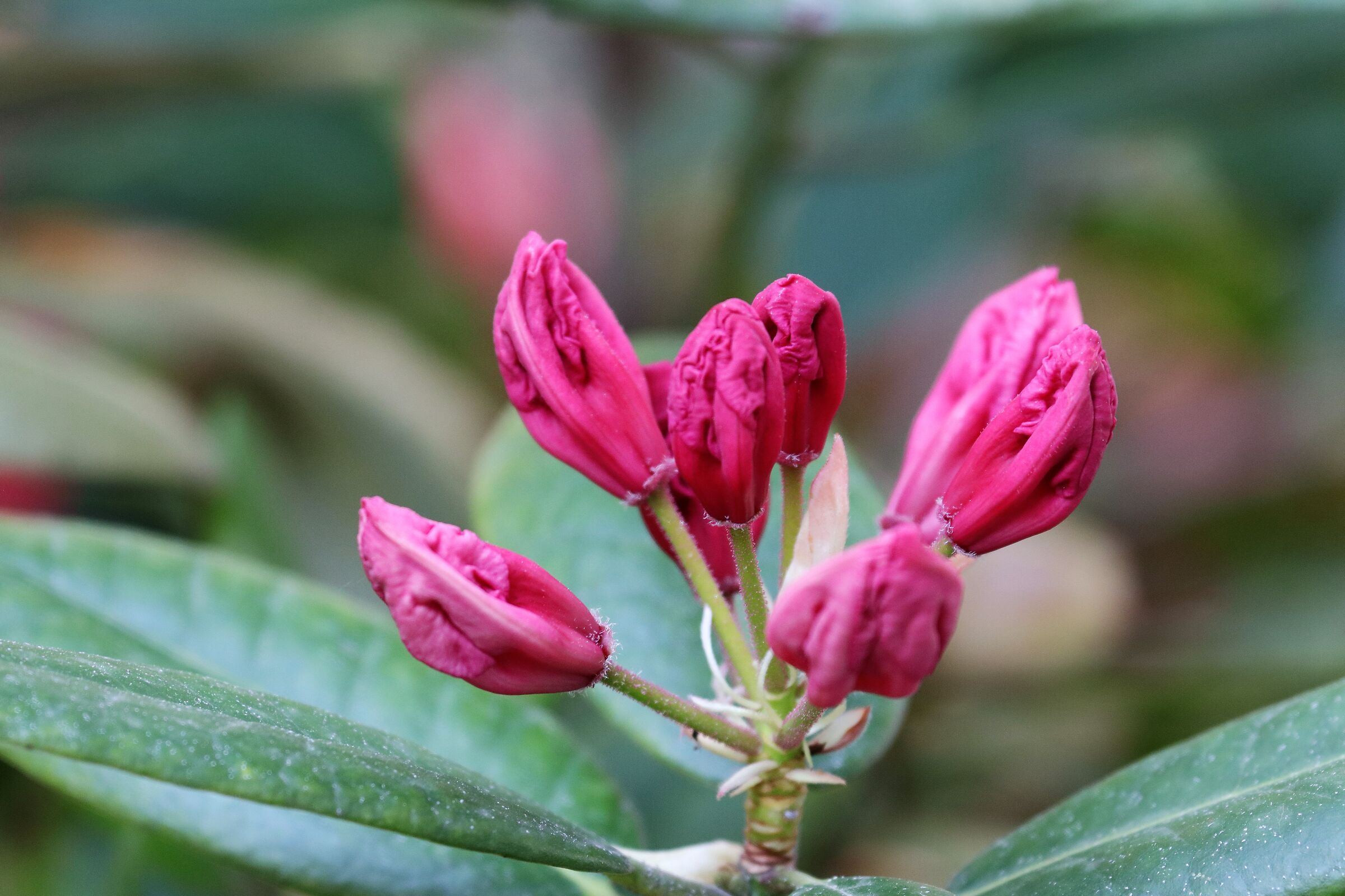 Rhododendron