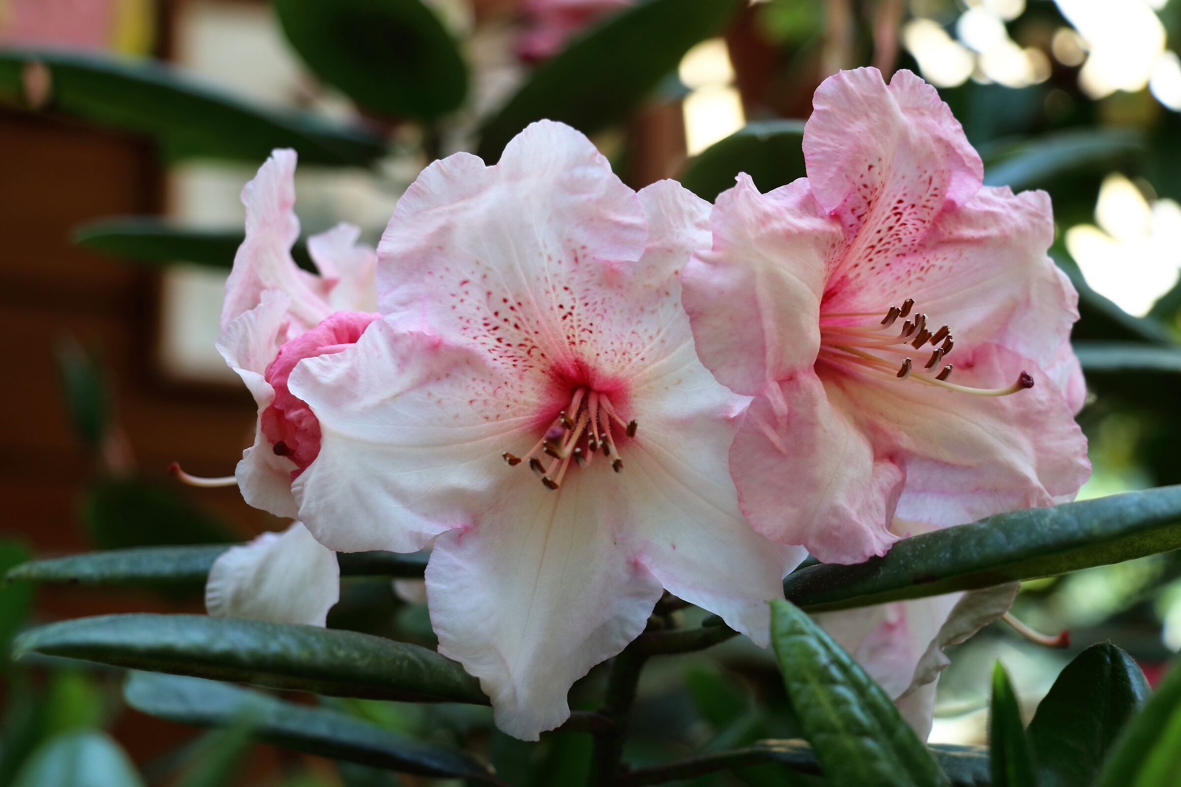 Rhododendron