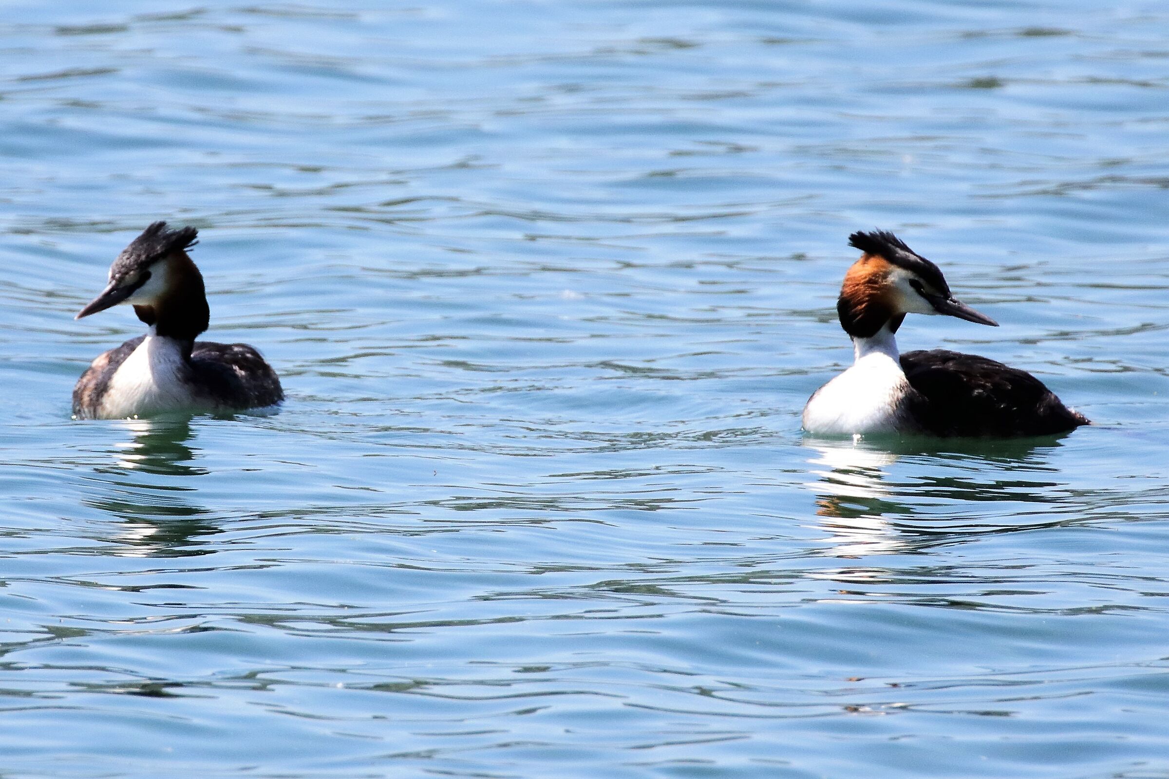 Grebes