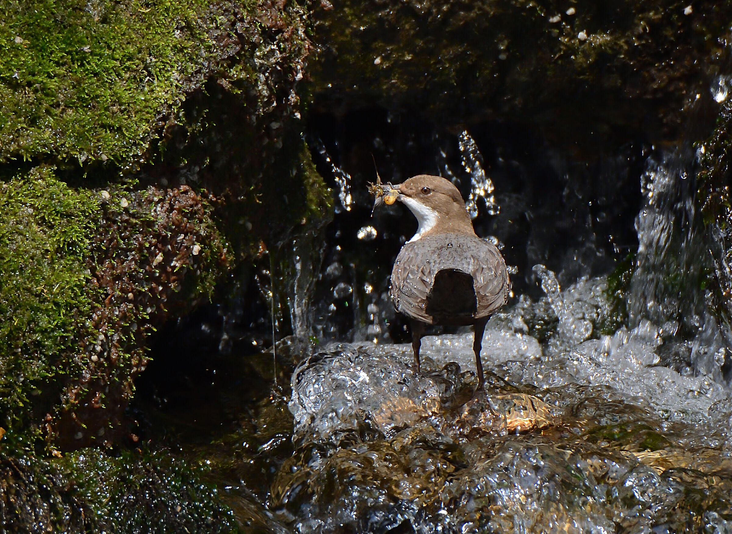 White-throated dipper