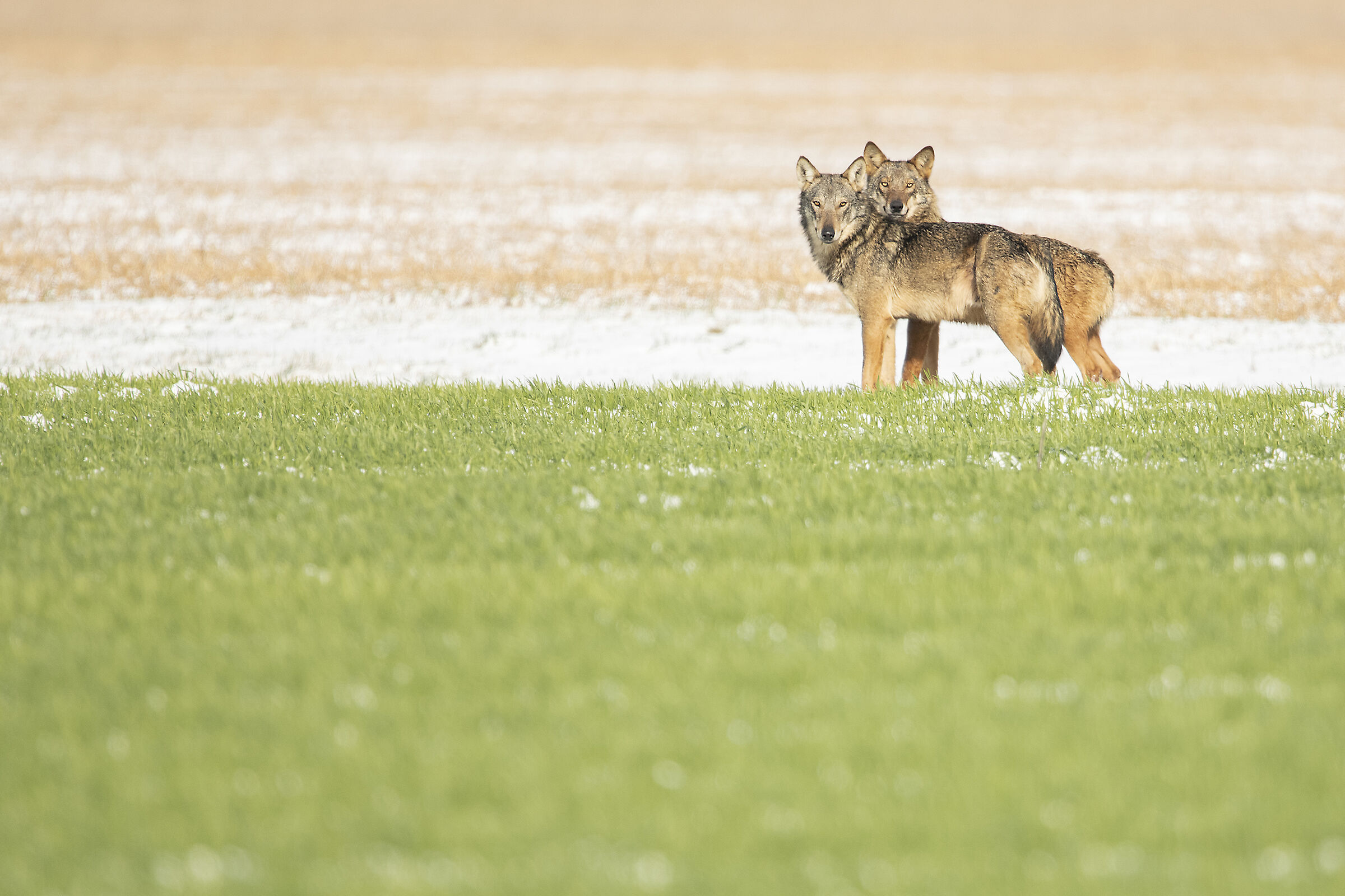 Una splendida coppia