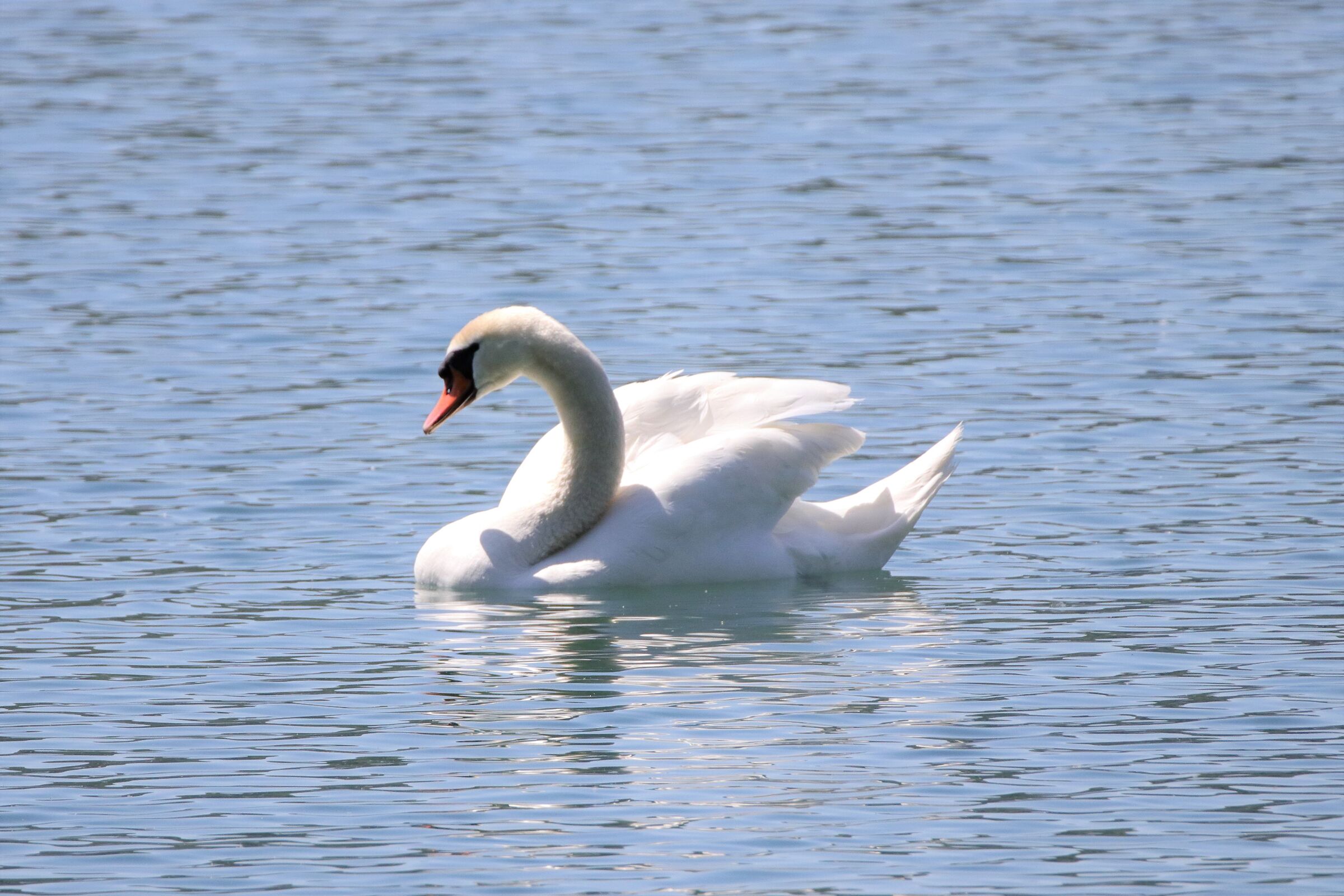 Swan