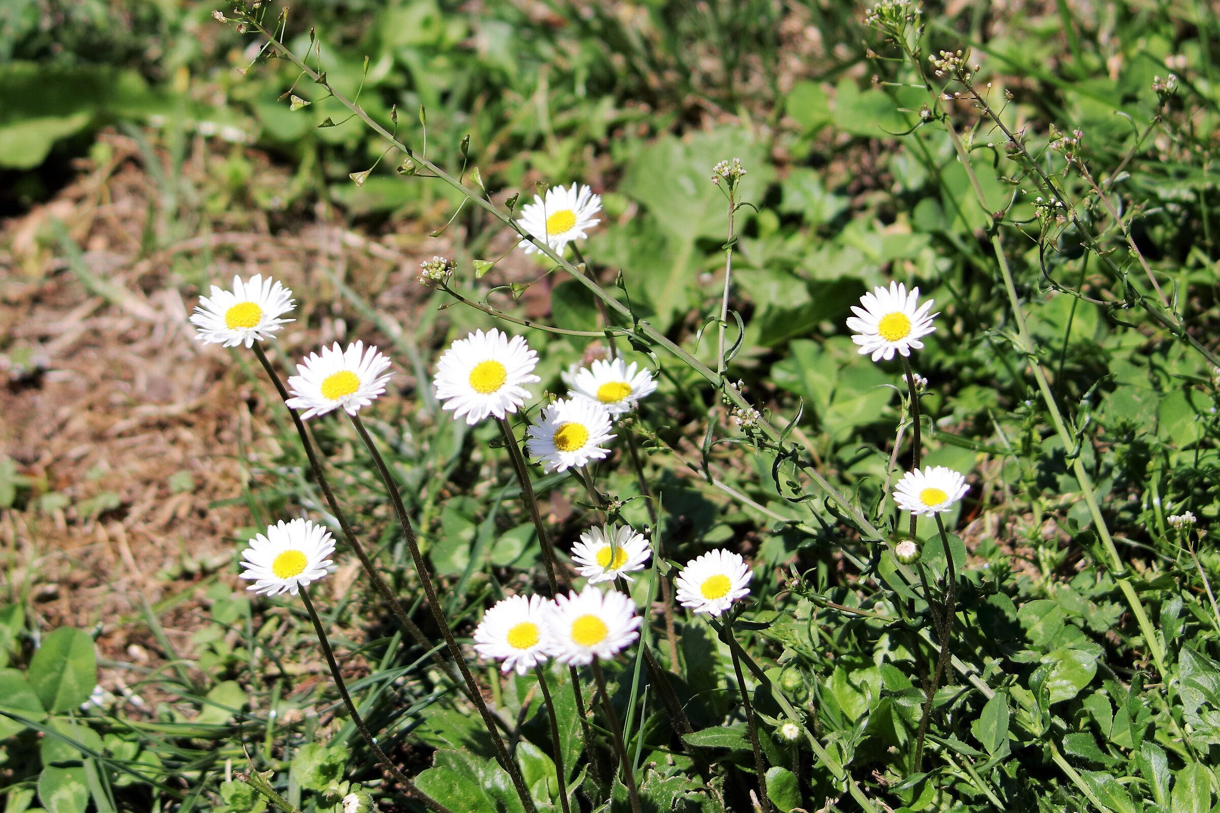 Daisies