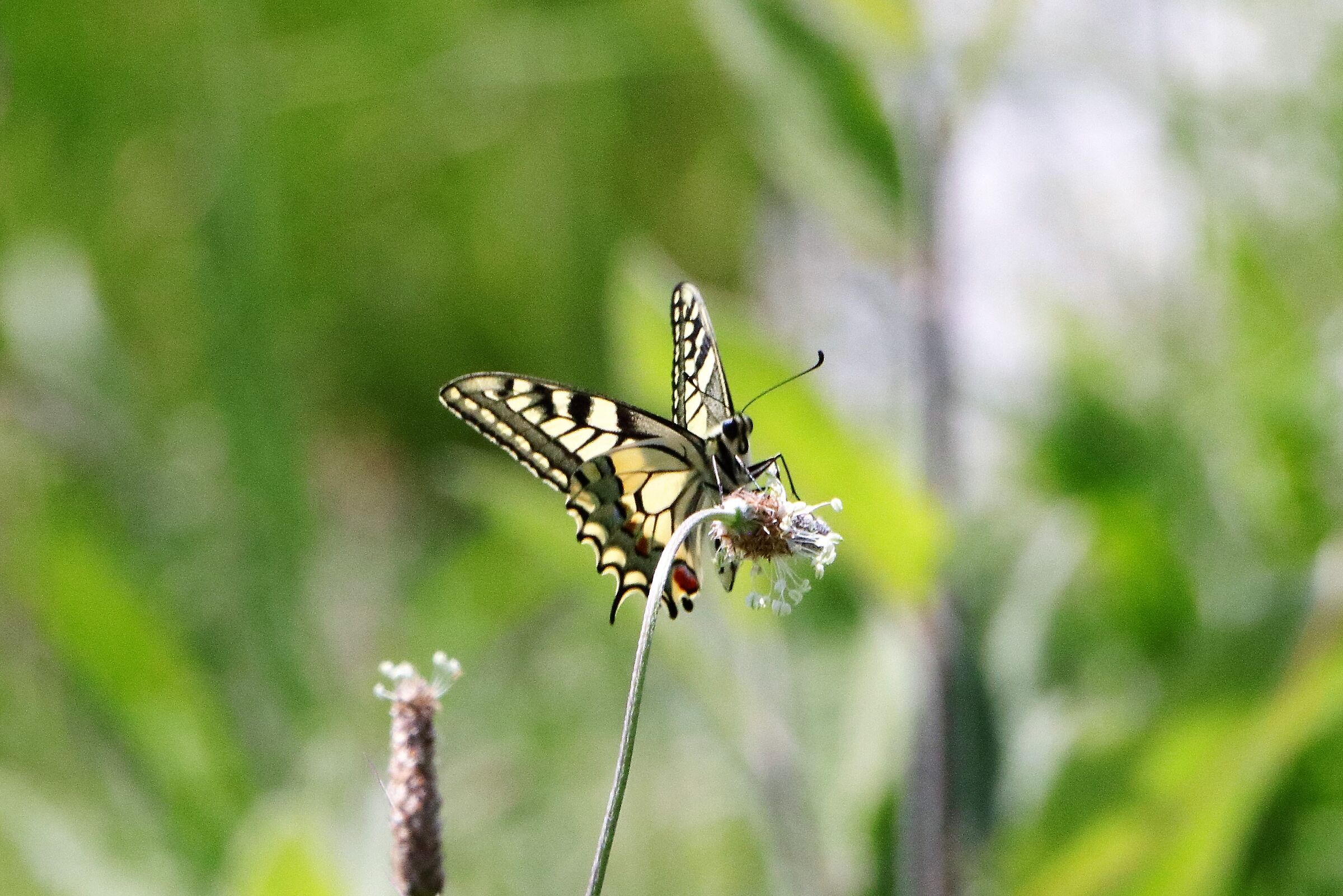 Swallowtail