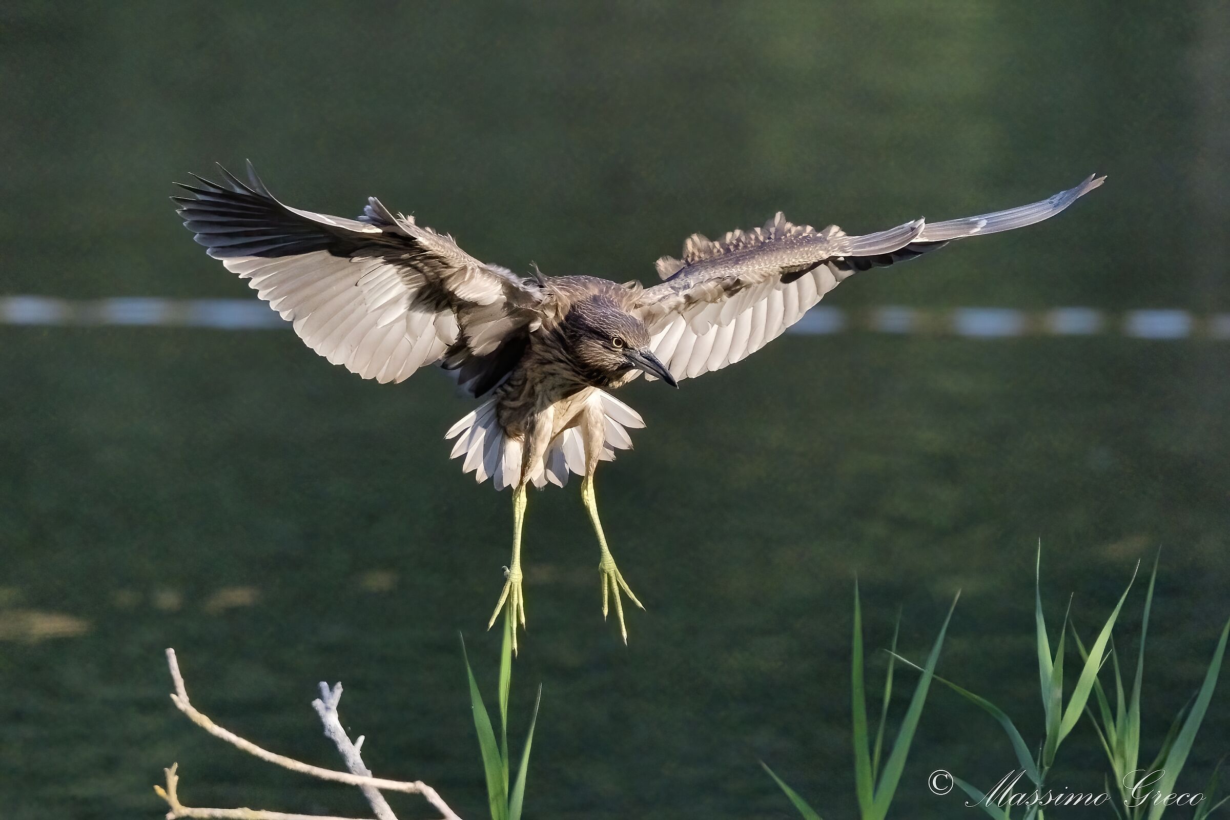 Nitticora (Nycticorax nycticorax )