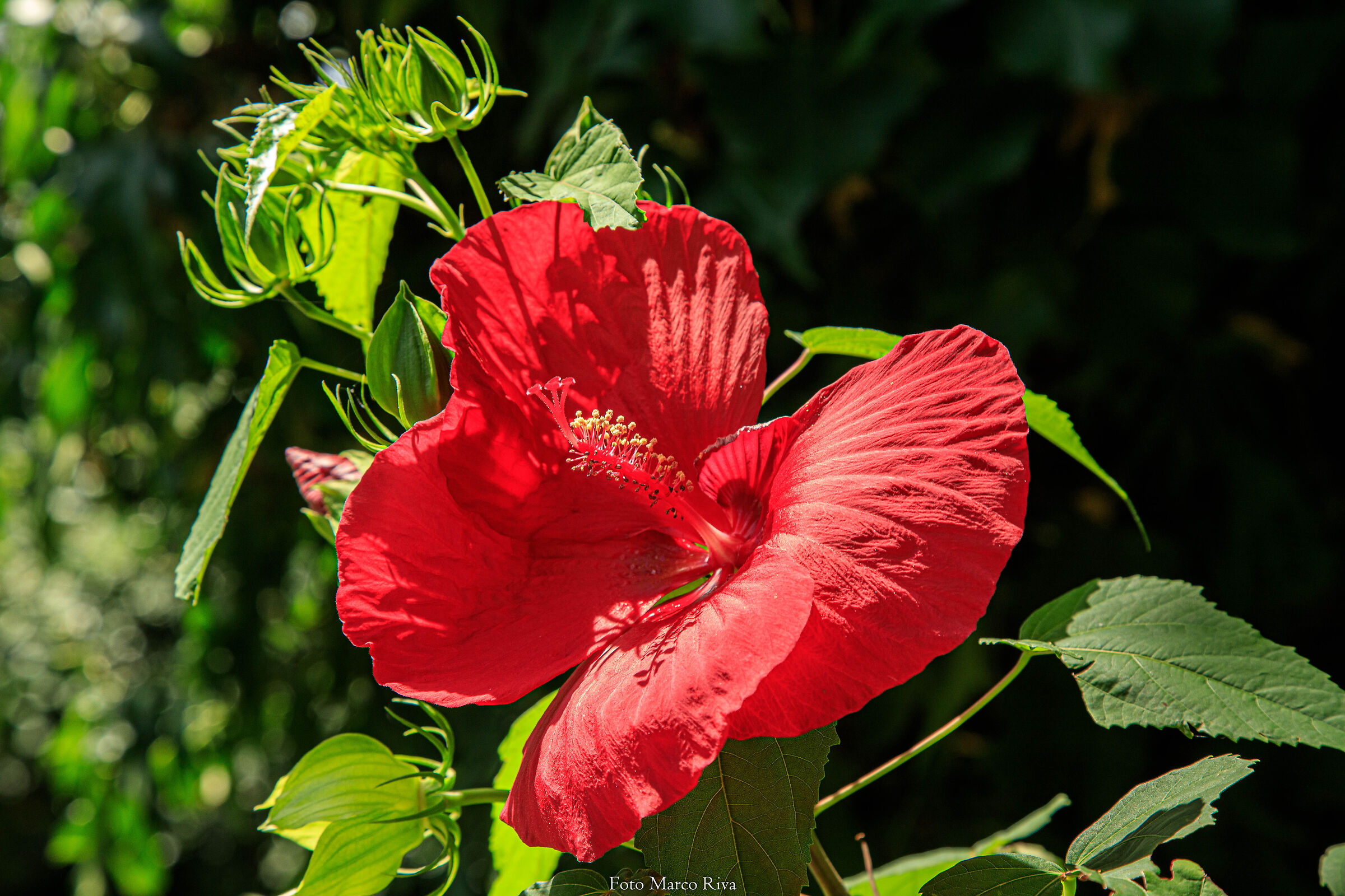 Hibiscus