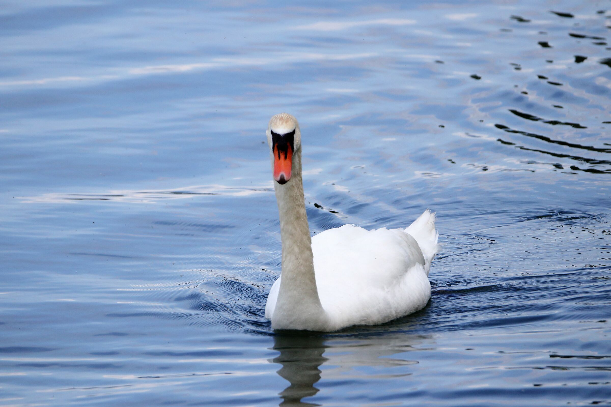 swan