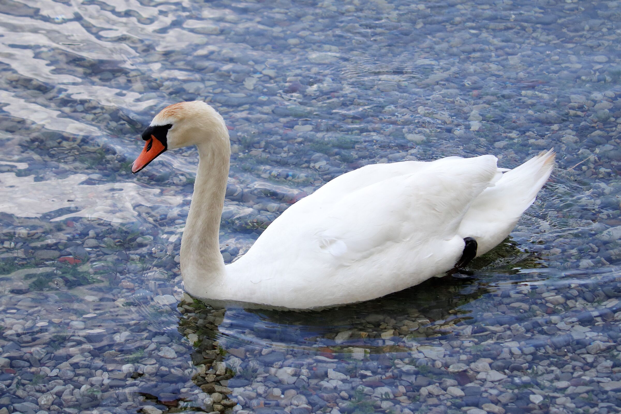 swan