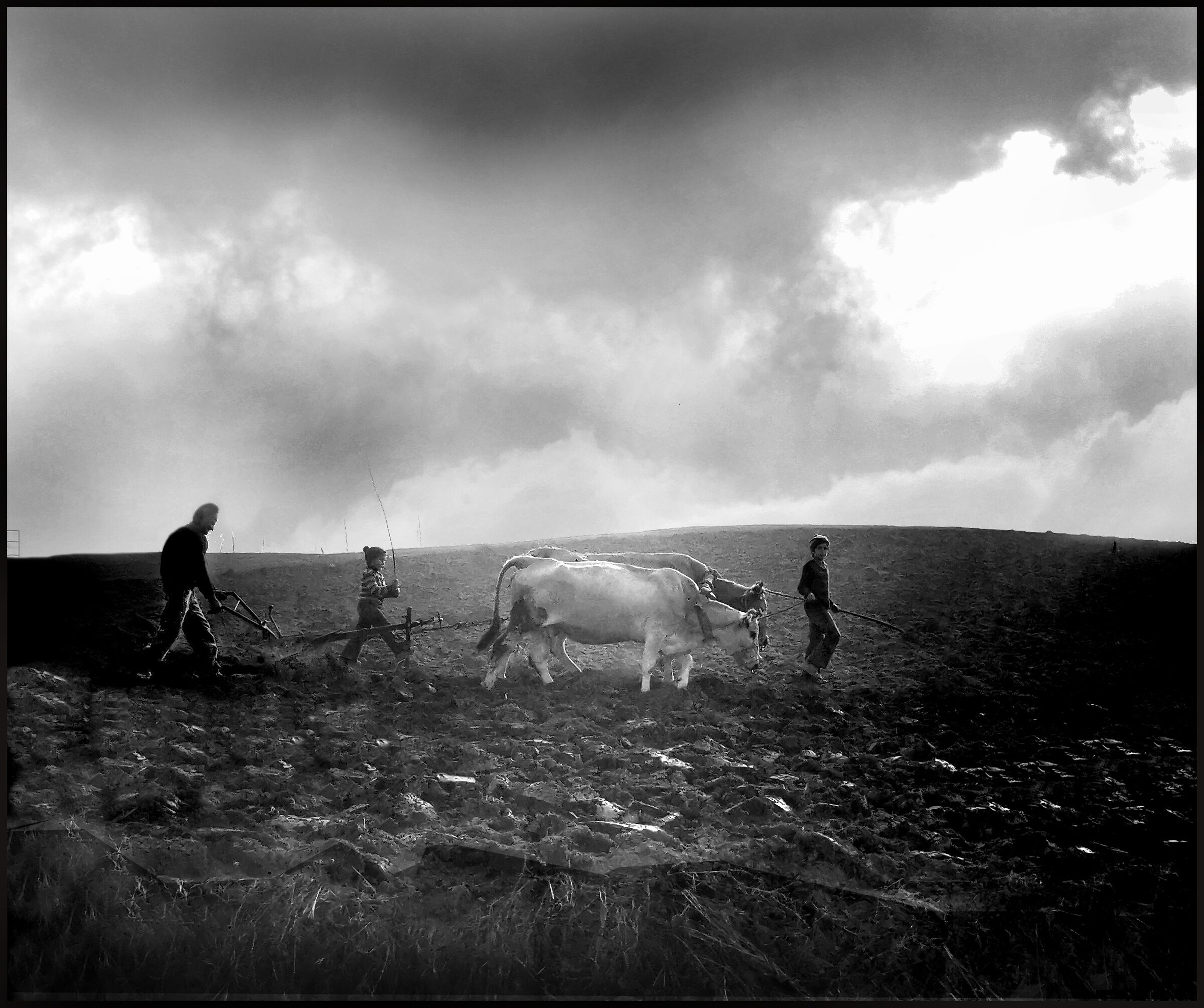plowing with 50s oxen
