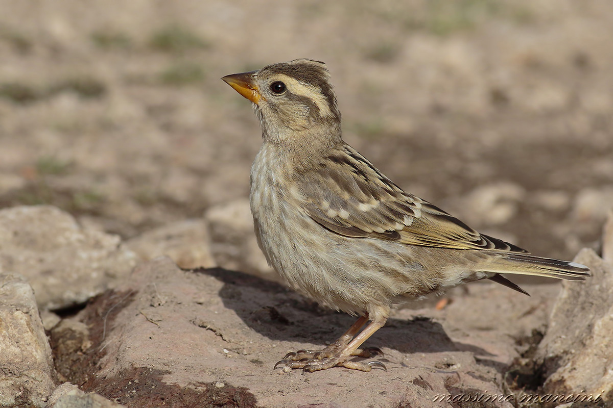 passera lagia (Petronia petronia)