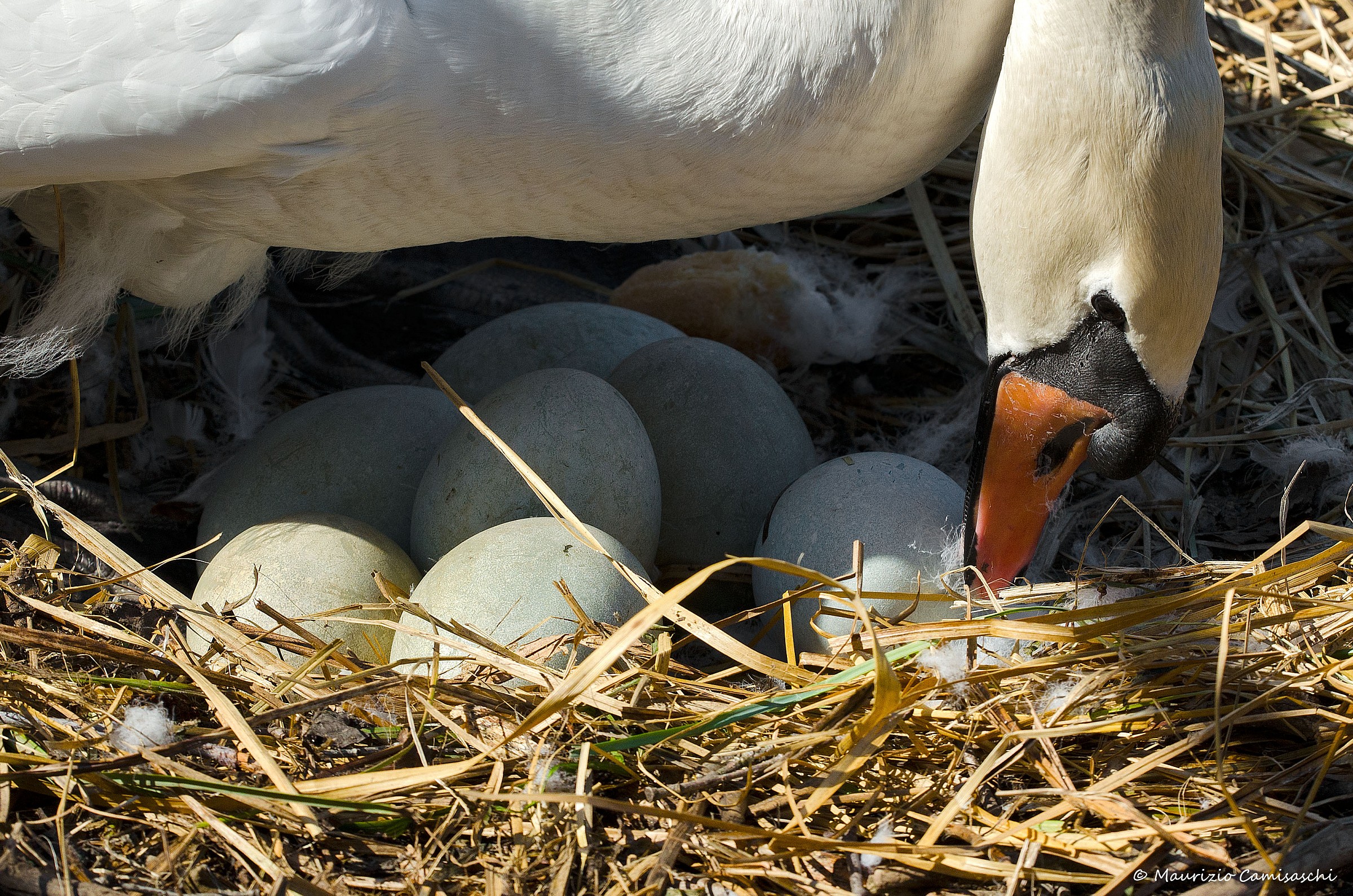 Swan mother and her eggs
