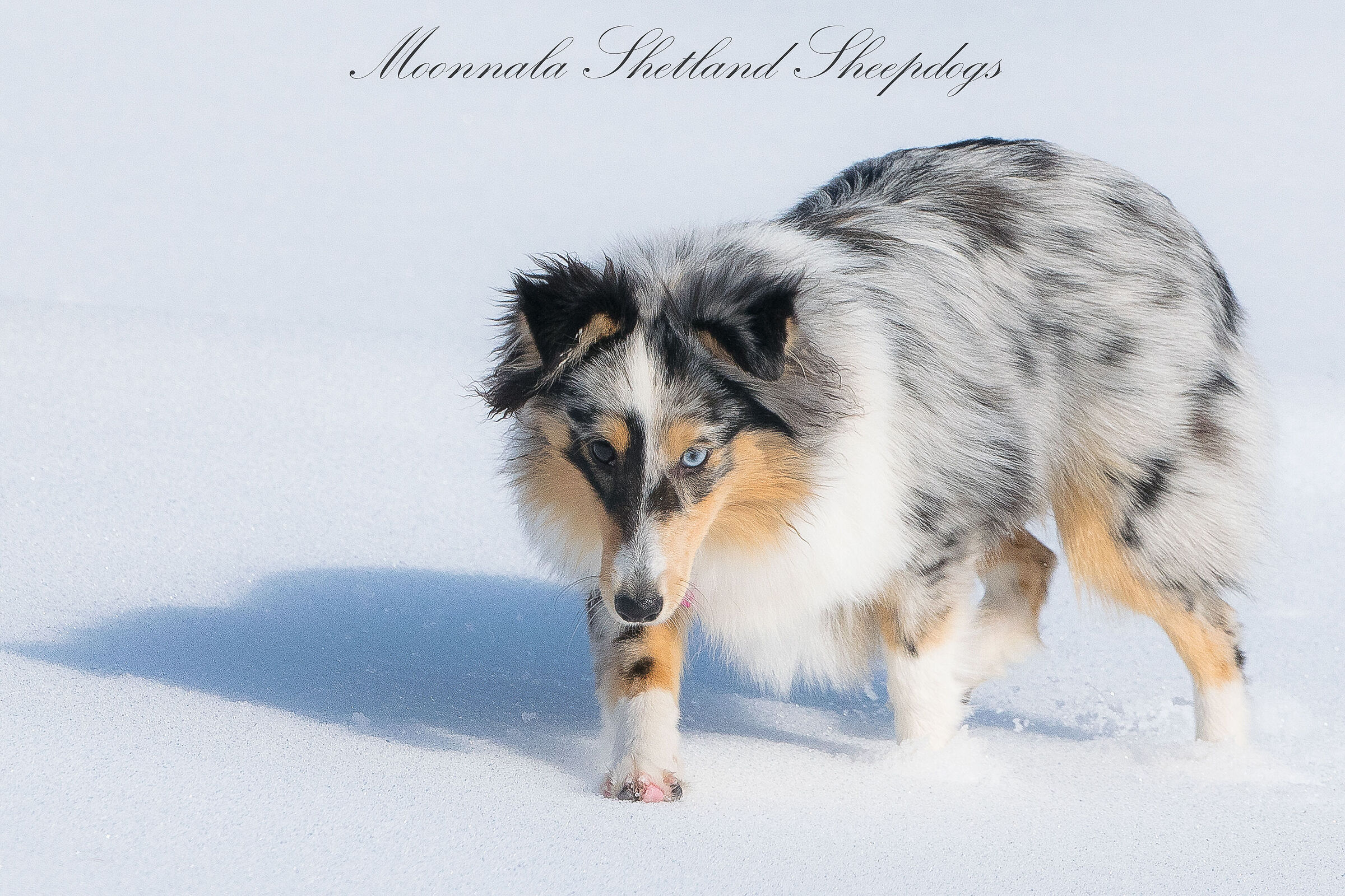 Scarlett e la sua prima neve