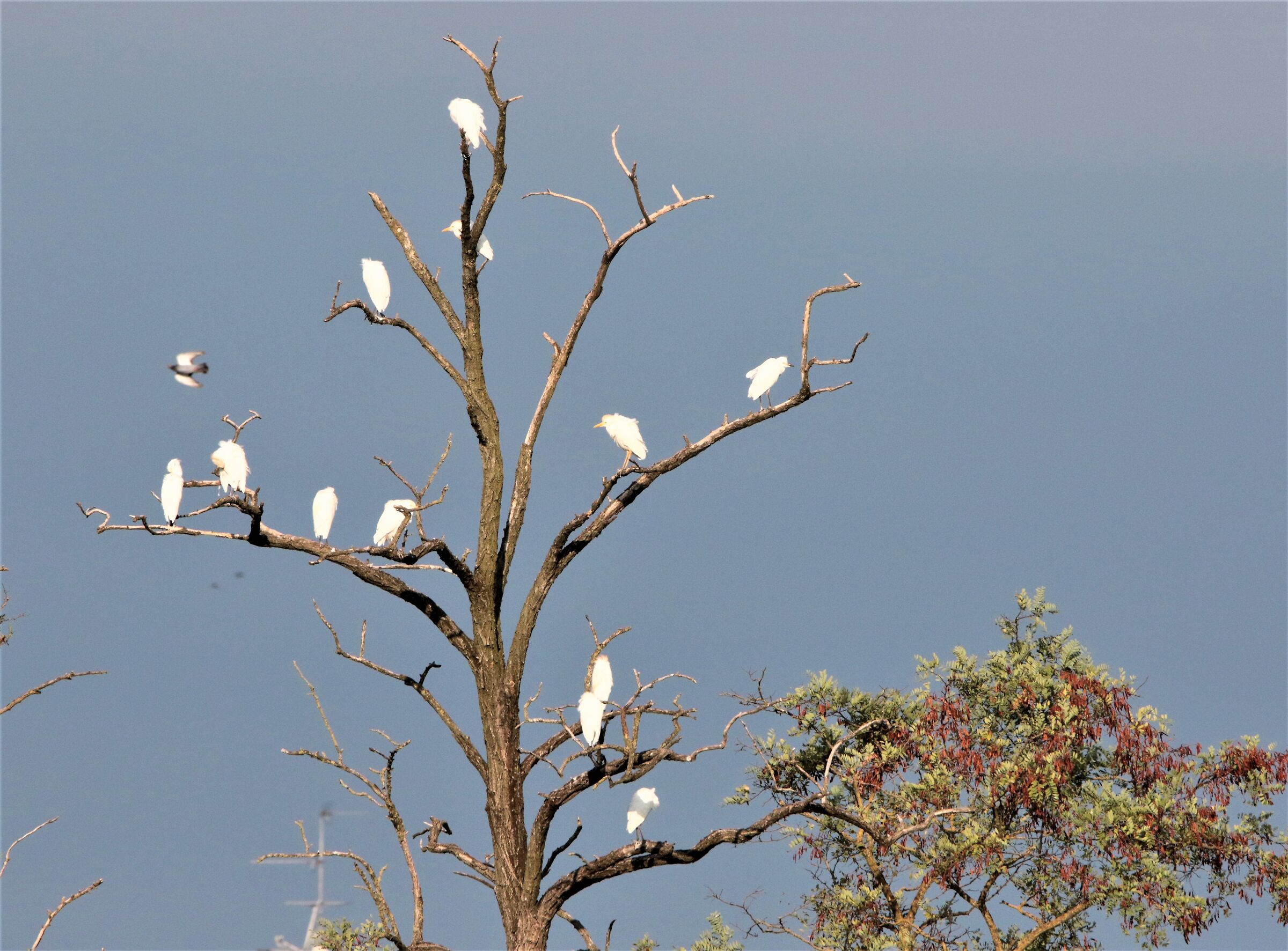 risveglio sui posatoi notturni
