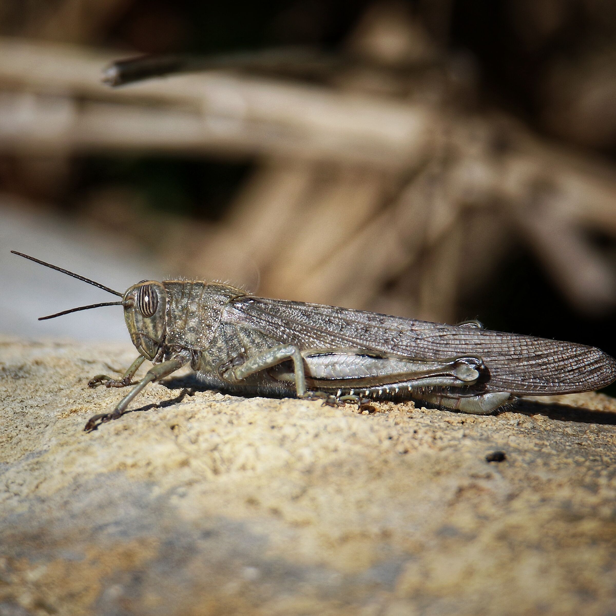 Grasshopper