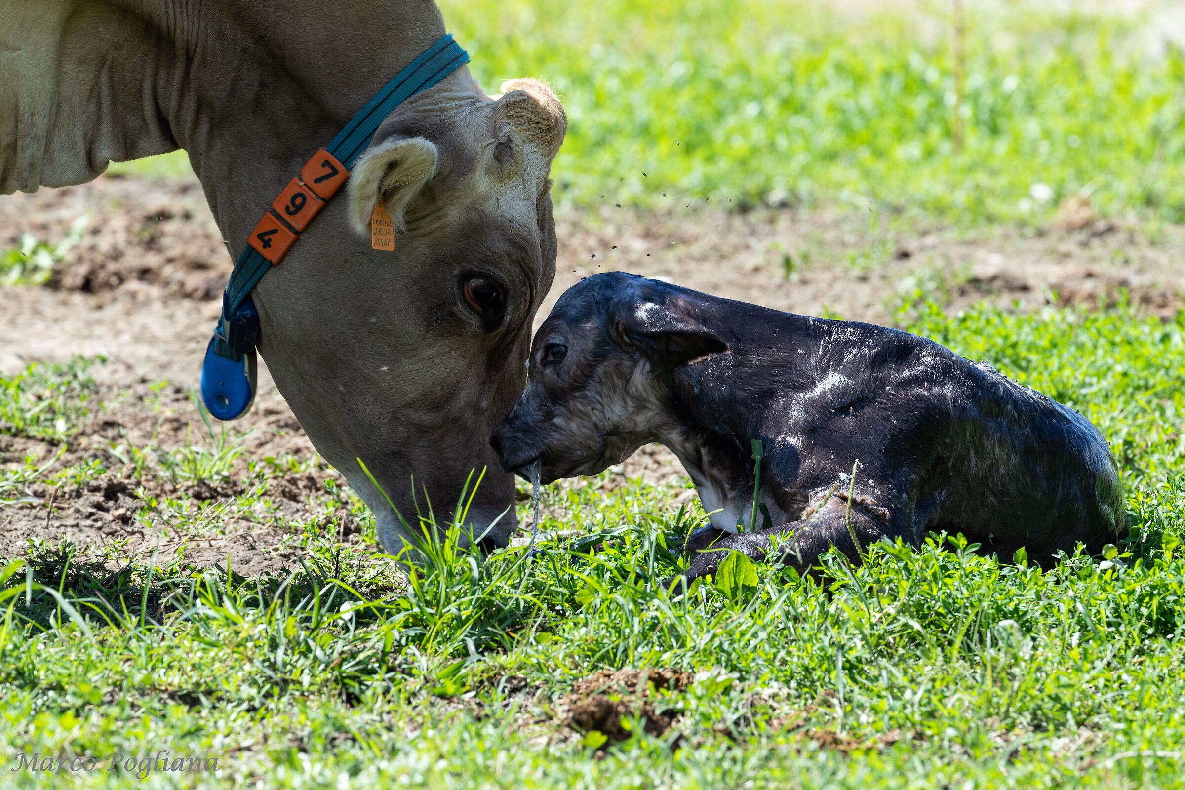 The birth of a cow 4