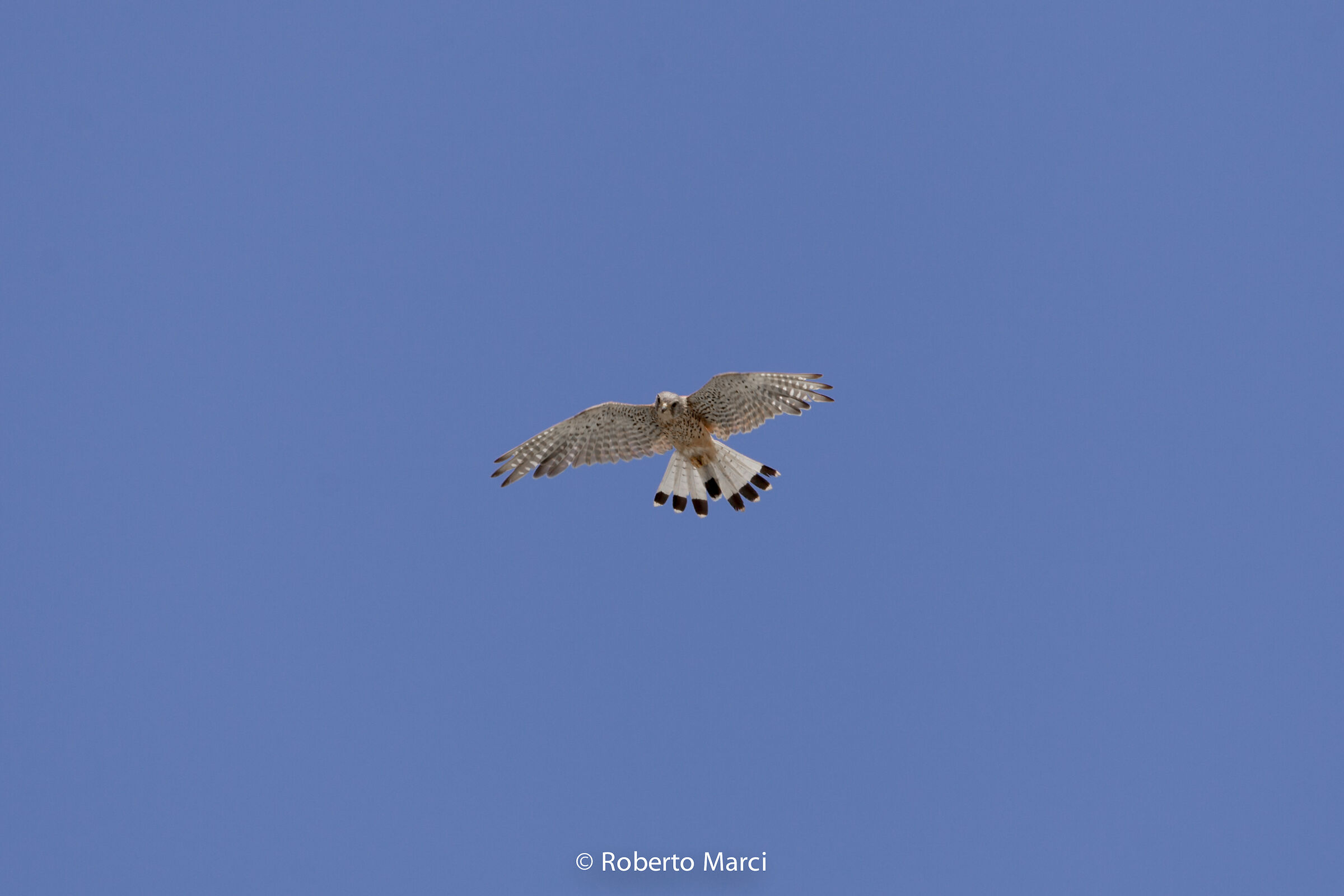 Falcon of Sardinia