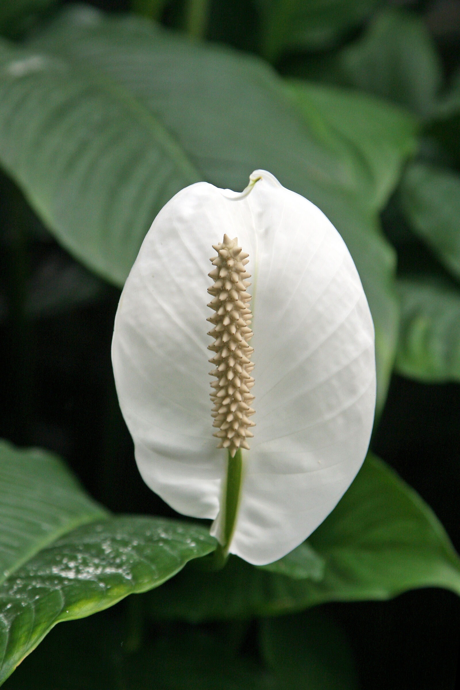 Spathiphyllum