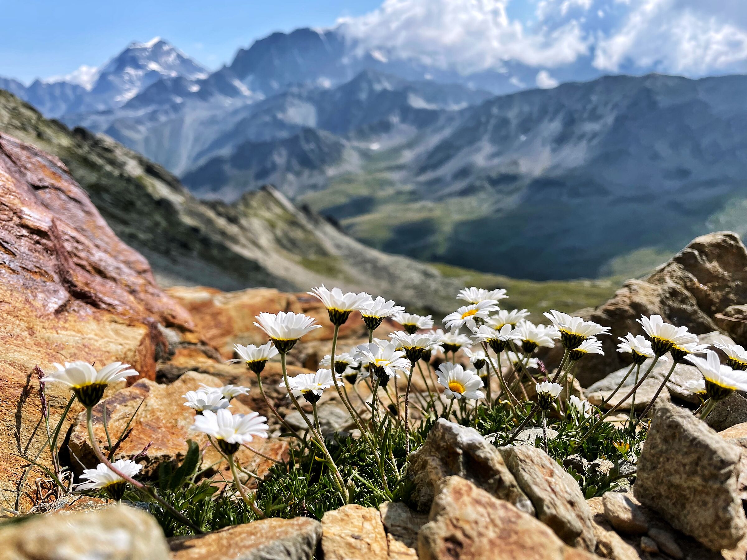 Margherite di montagna