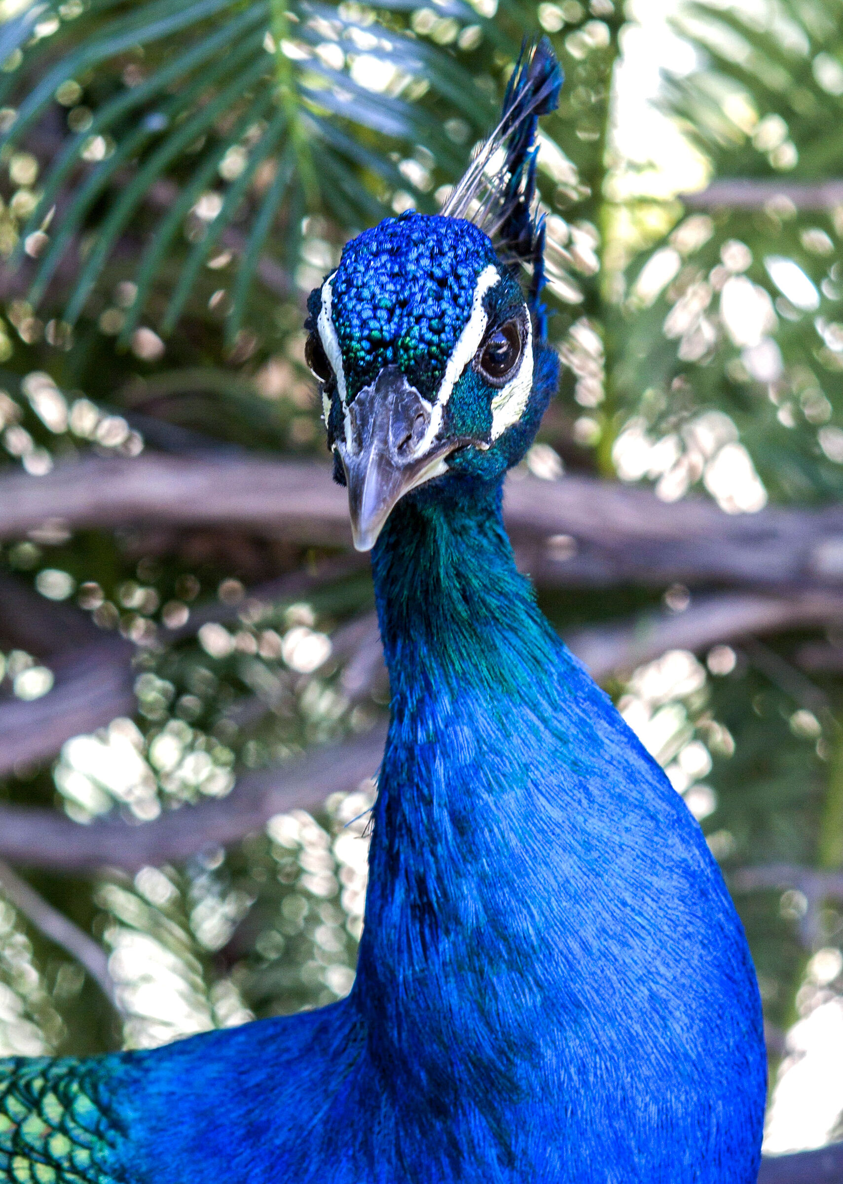 Peacock