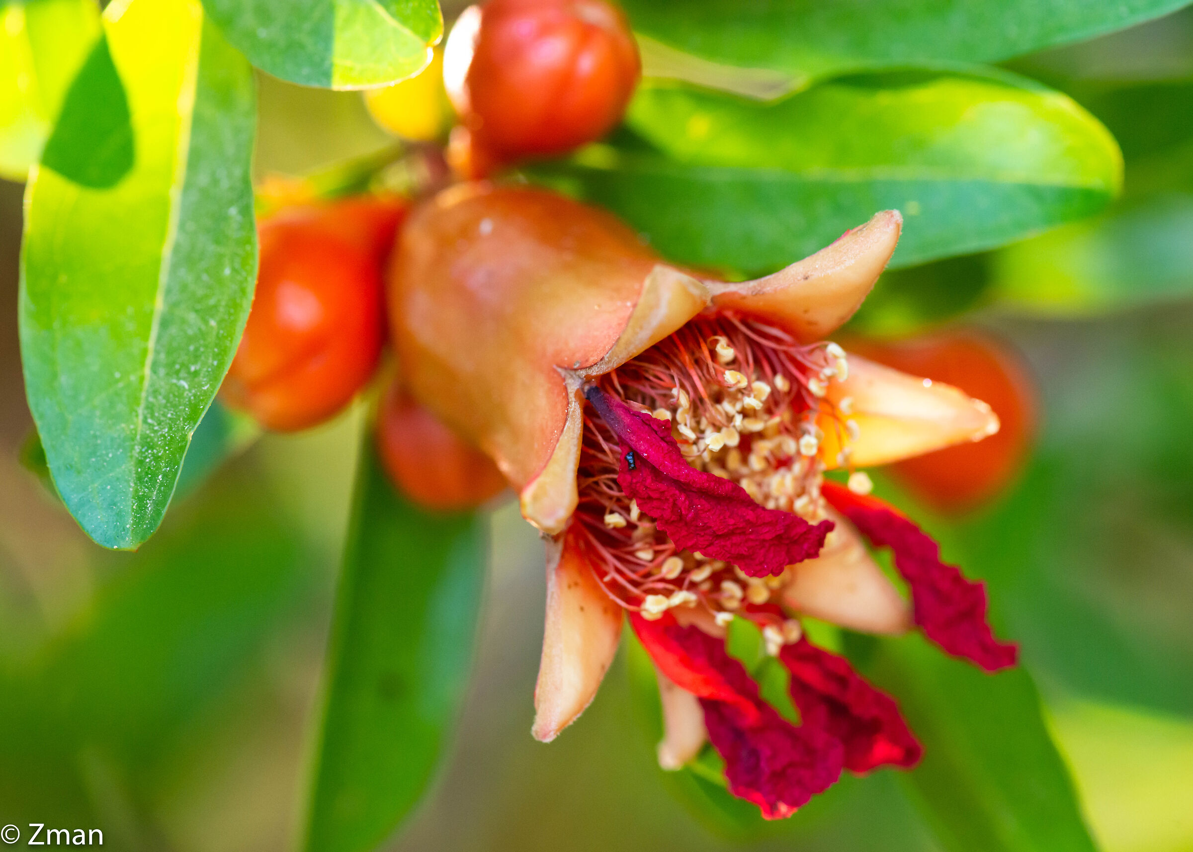 Pomegranate-to-be
