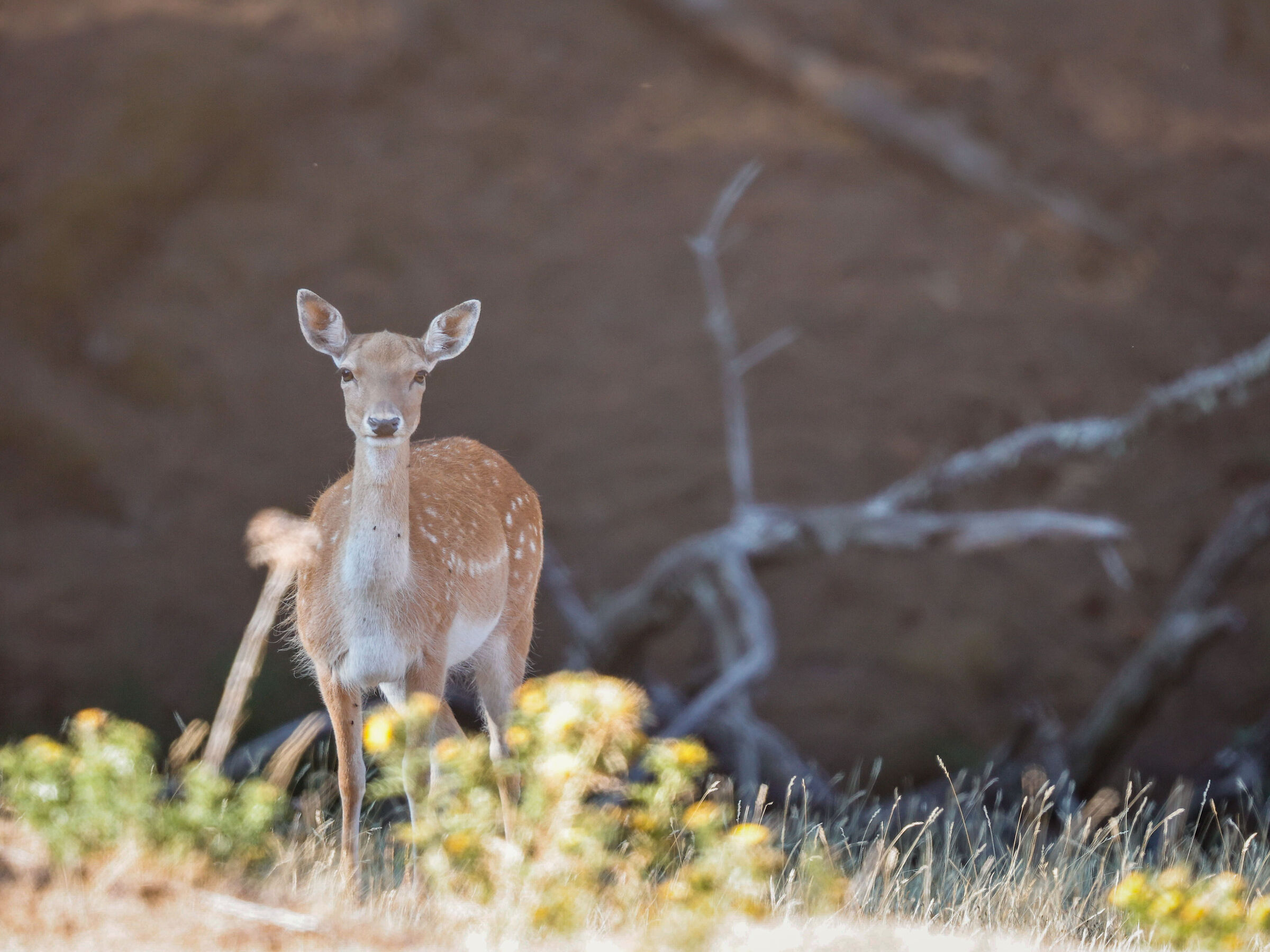 Fallow deer