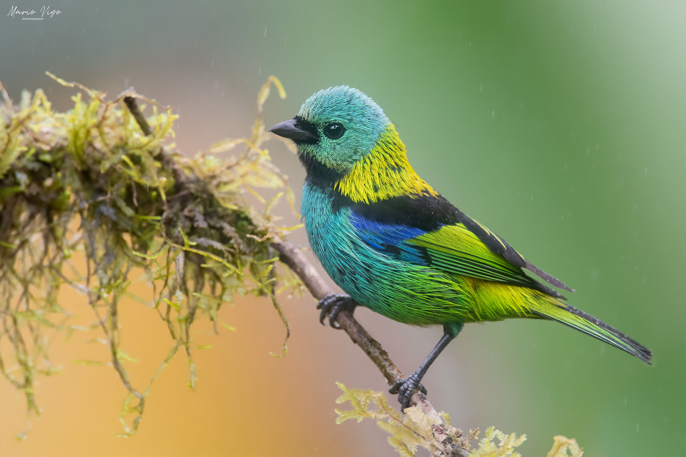 Tangara seven colors