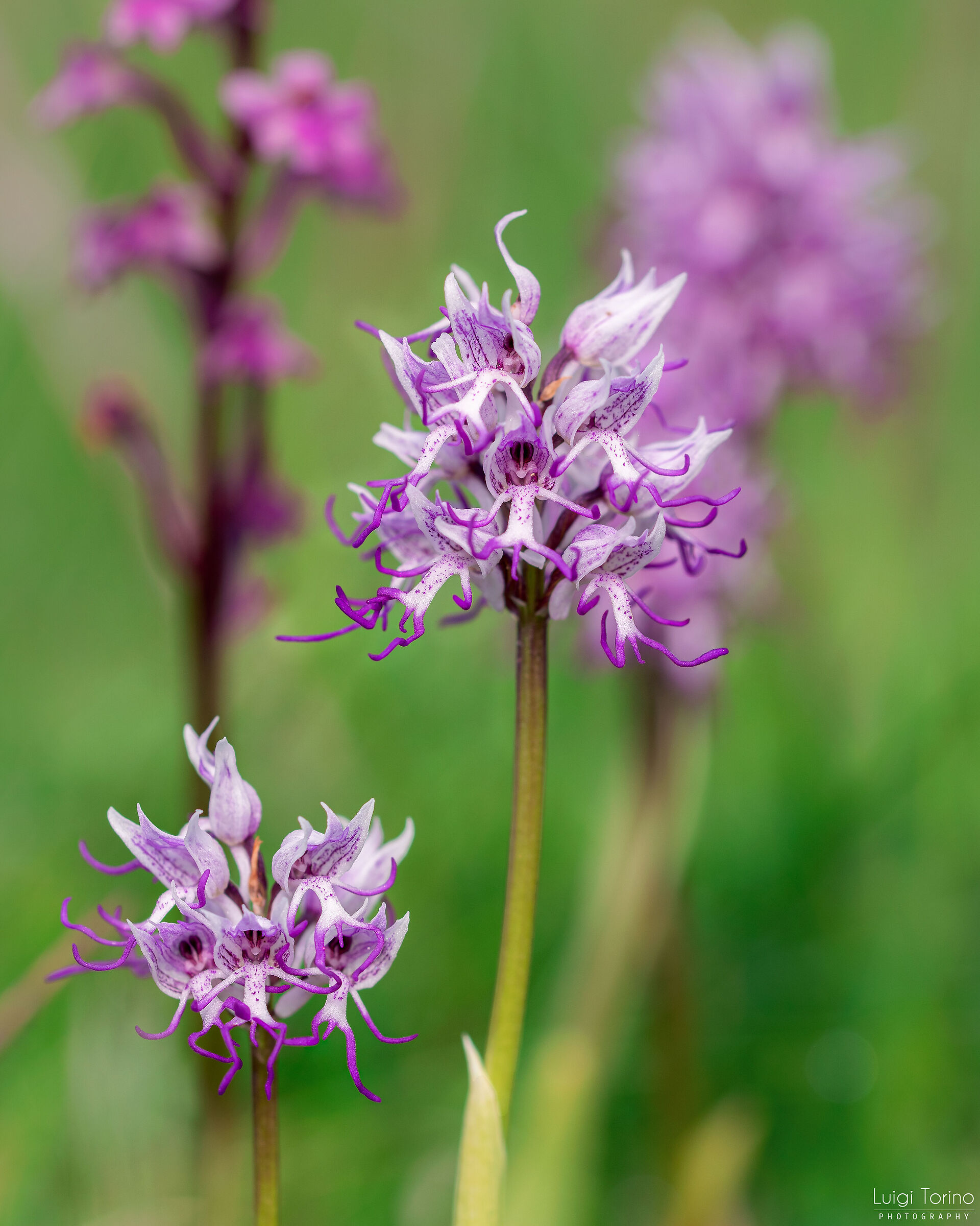Orchis simia