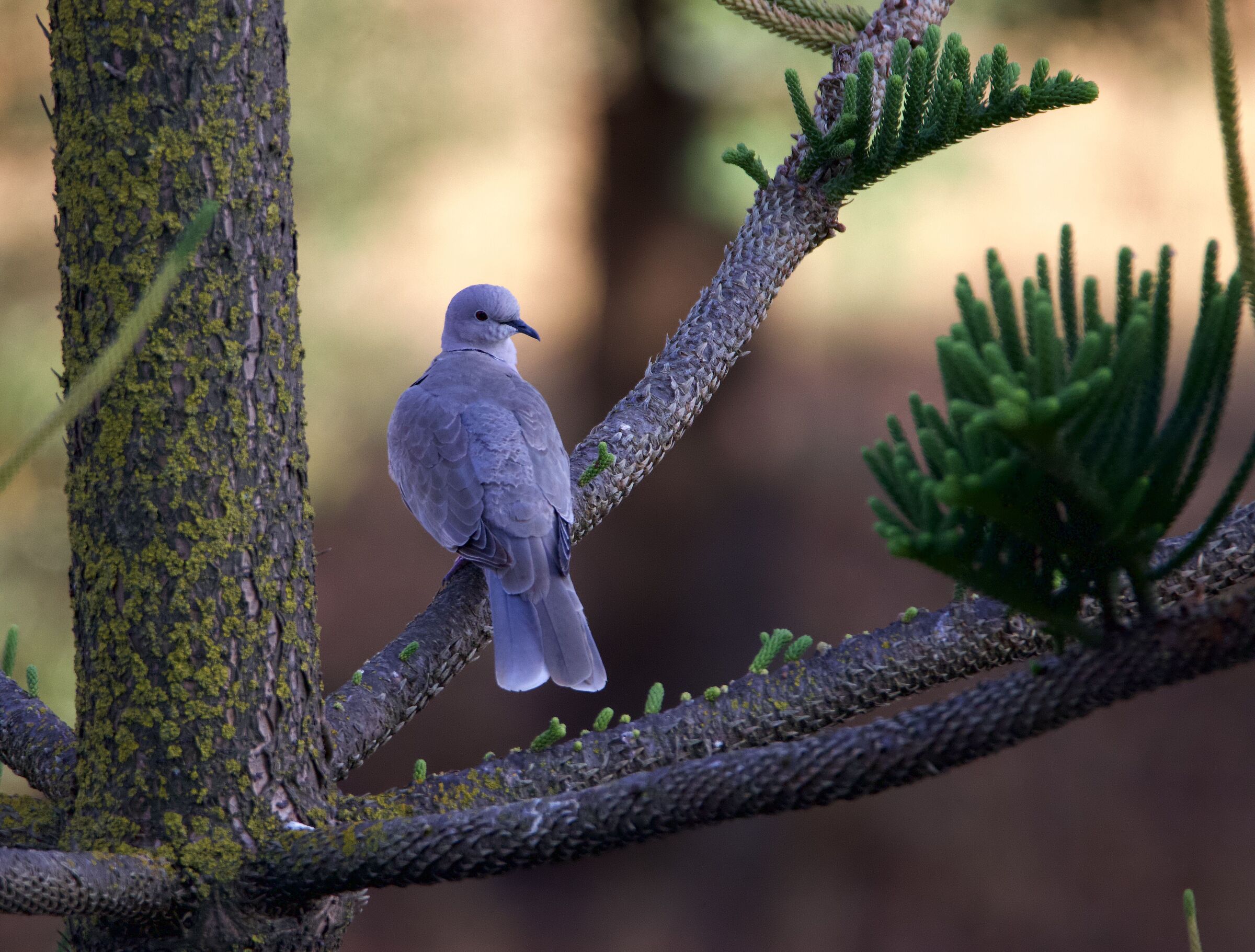 Collared dove