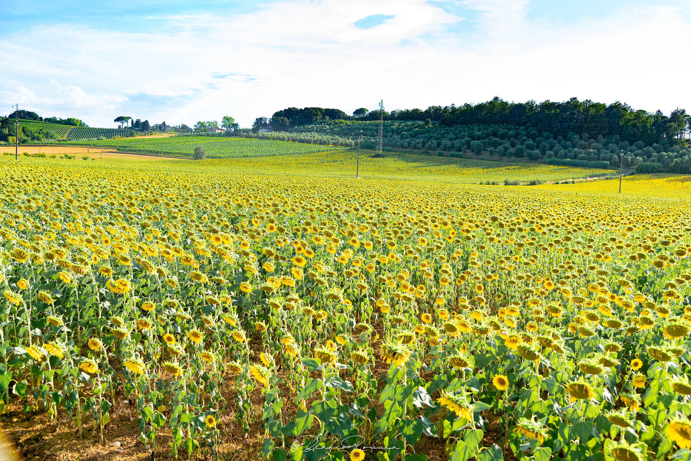Sunflower Field